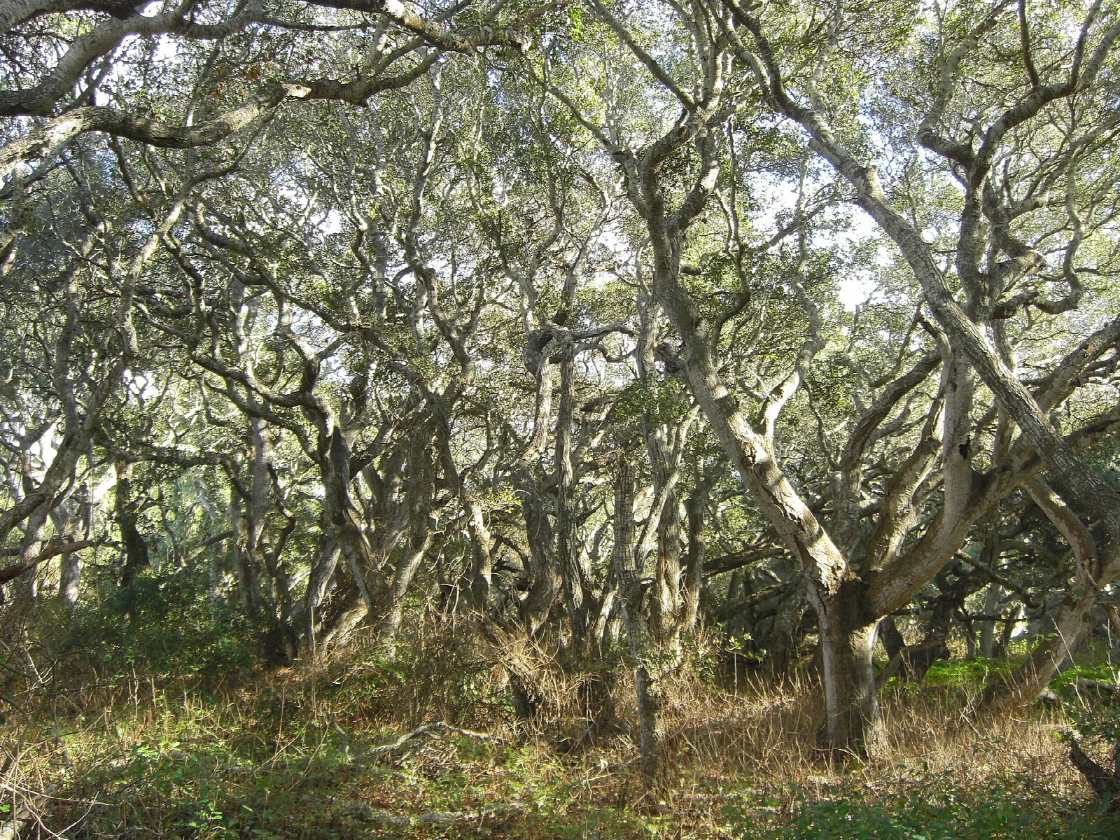 Twisted coast live oaks in an open grove with grass beneath
