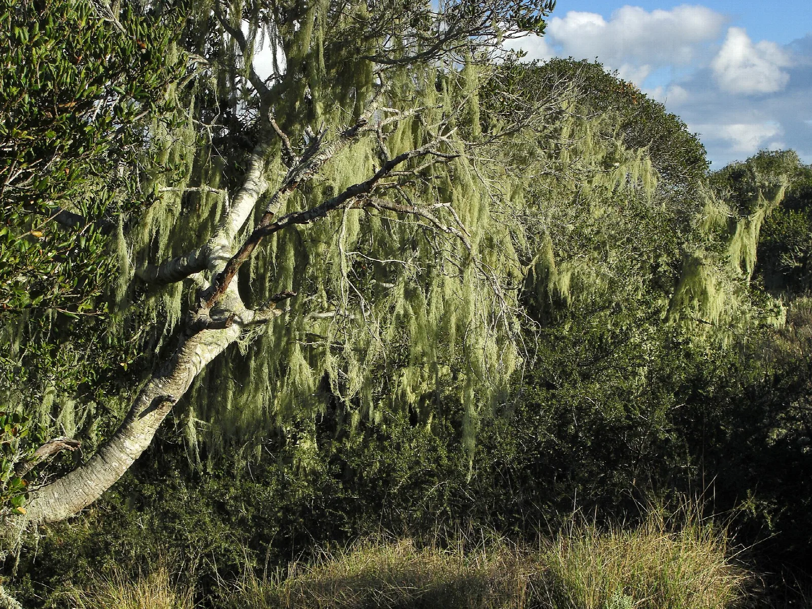 Oak branches draped with lichen against a blue sky