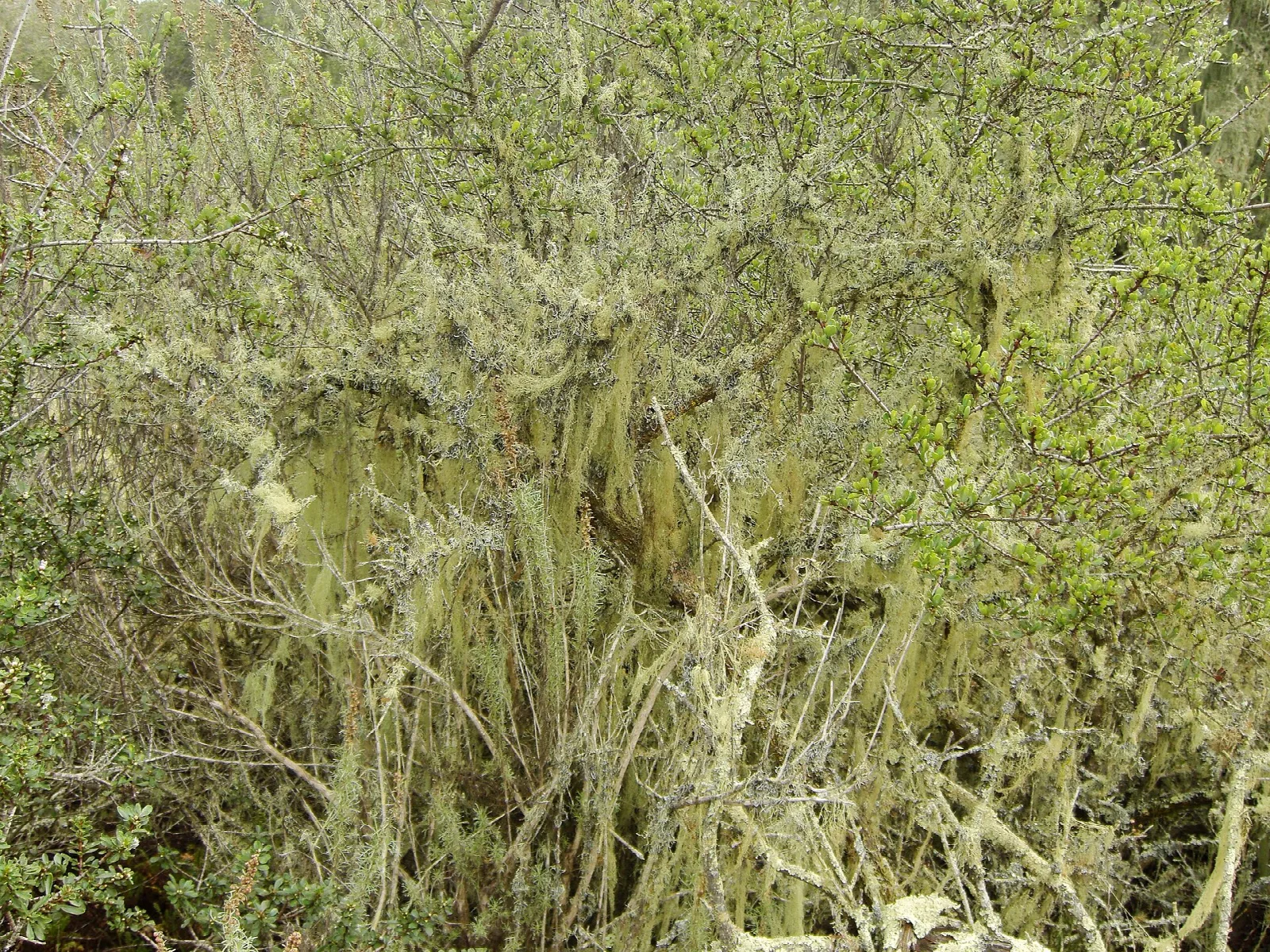 Dense old-growth chaparral hung with pale lichen