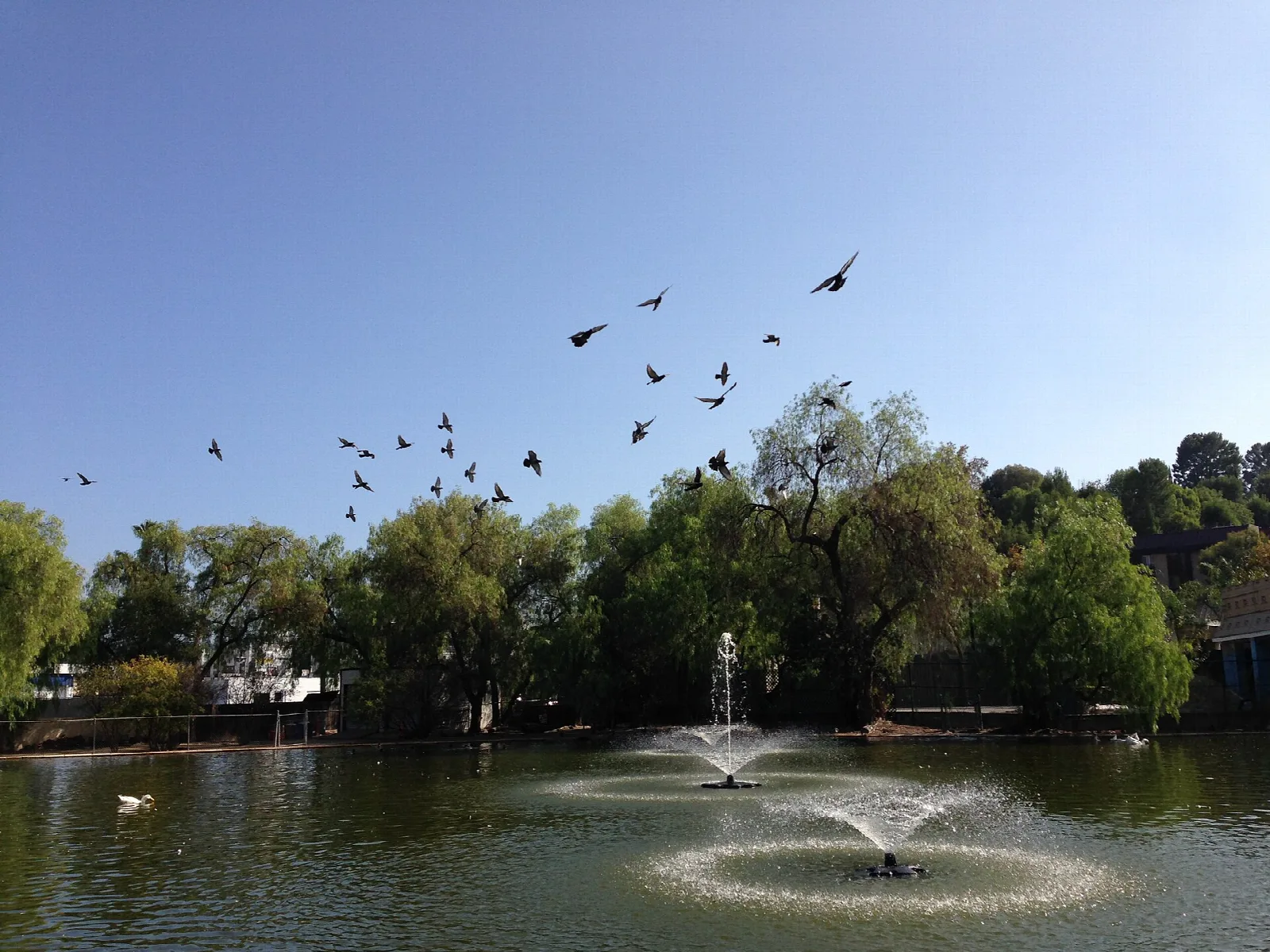 Pond with a fountain and a bird on the rail beneath a willow