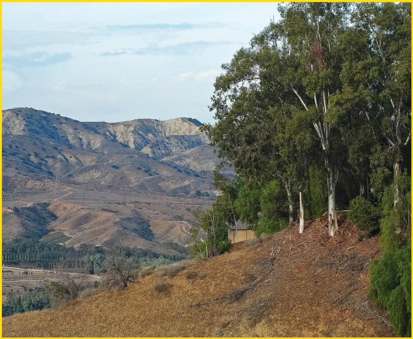 Eucalyptus trees on a dry hillside overlooking canyon ridges