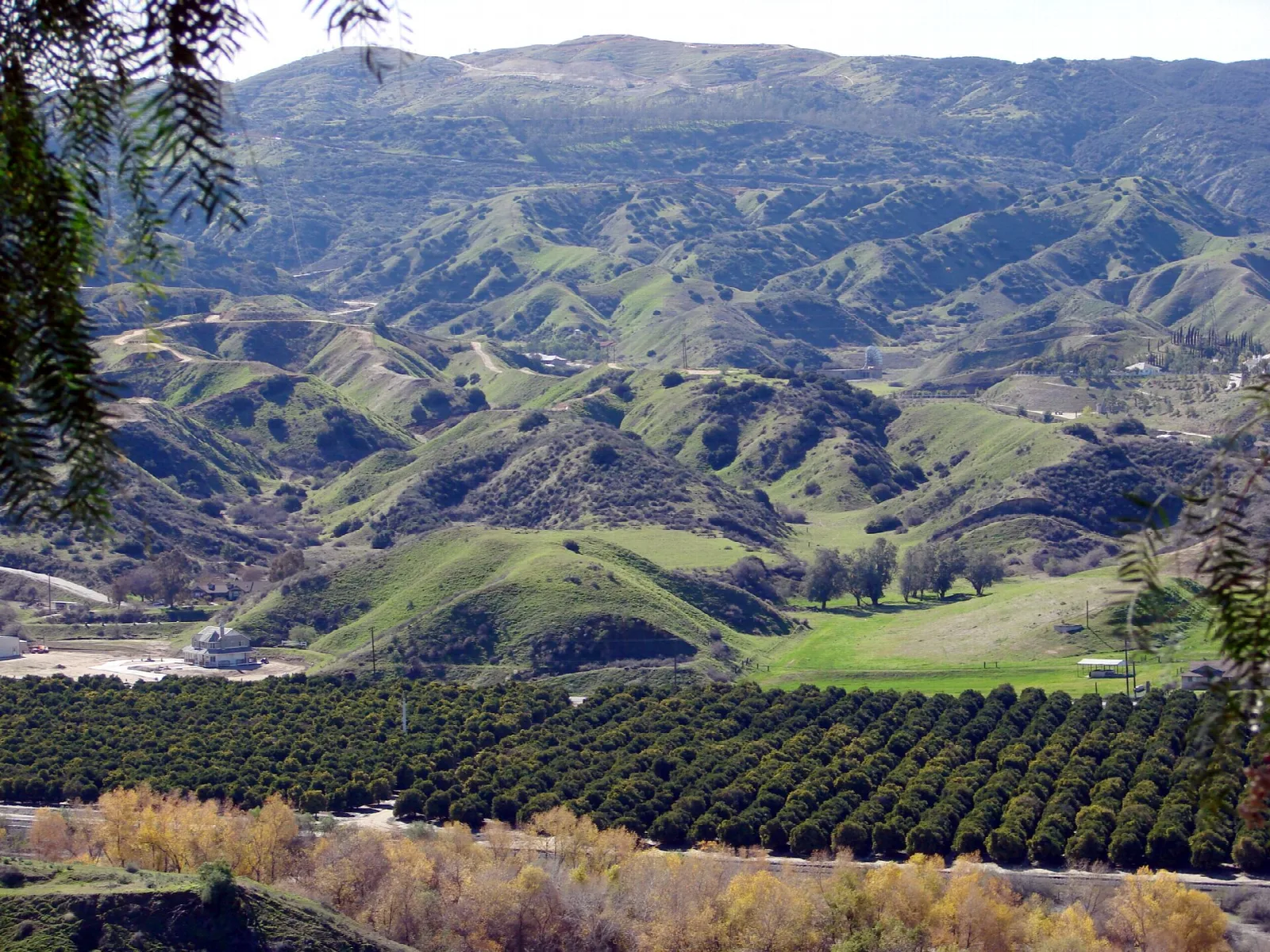 Orange groves in a valley below green hills
