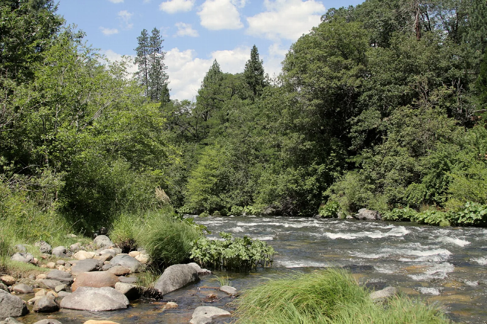 River running over rocks between green trees