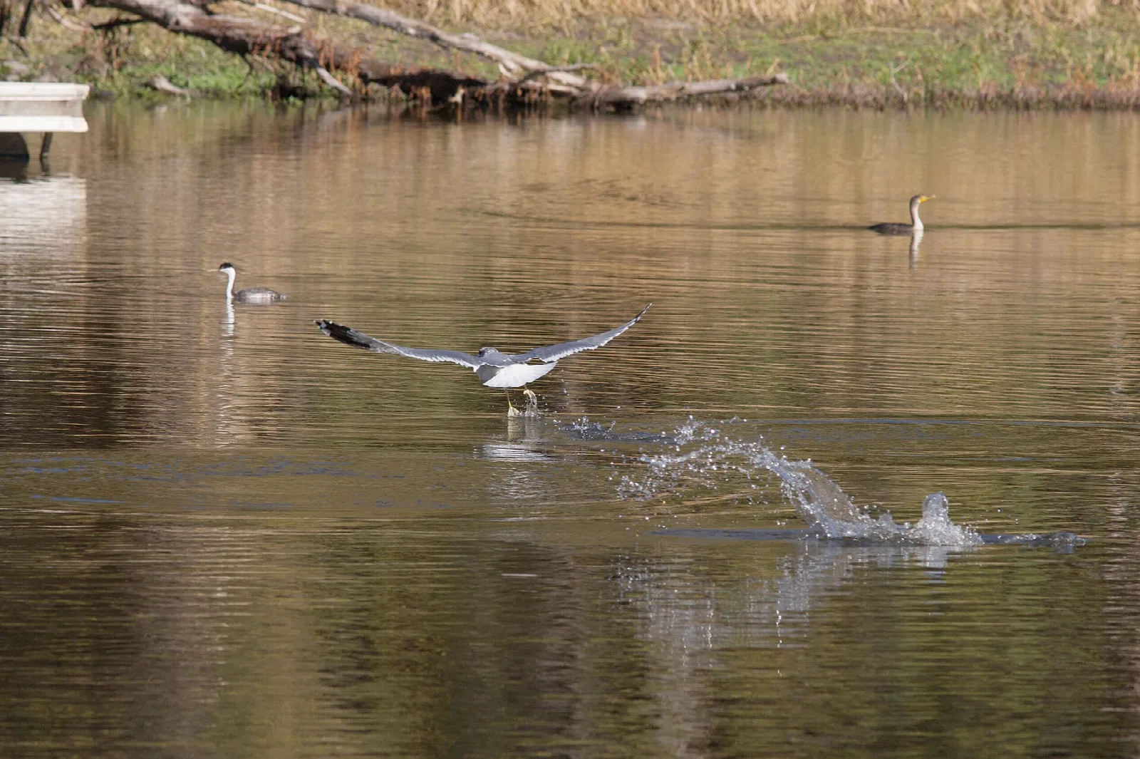 Gull taking off from the lake near a cormorant