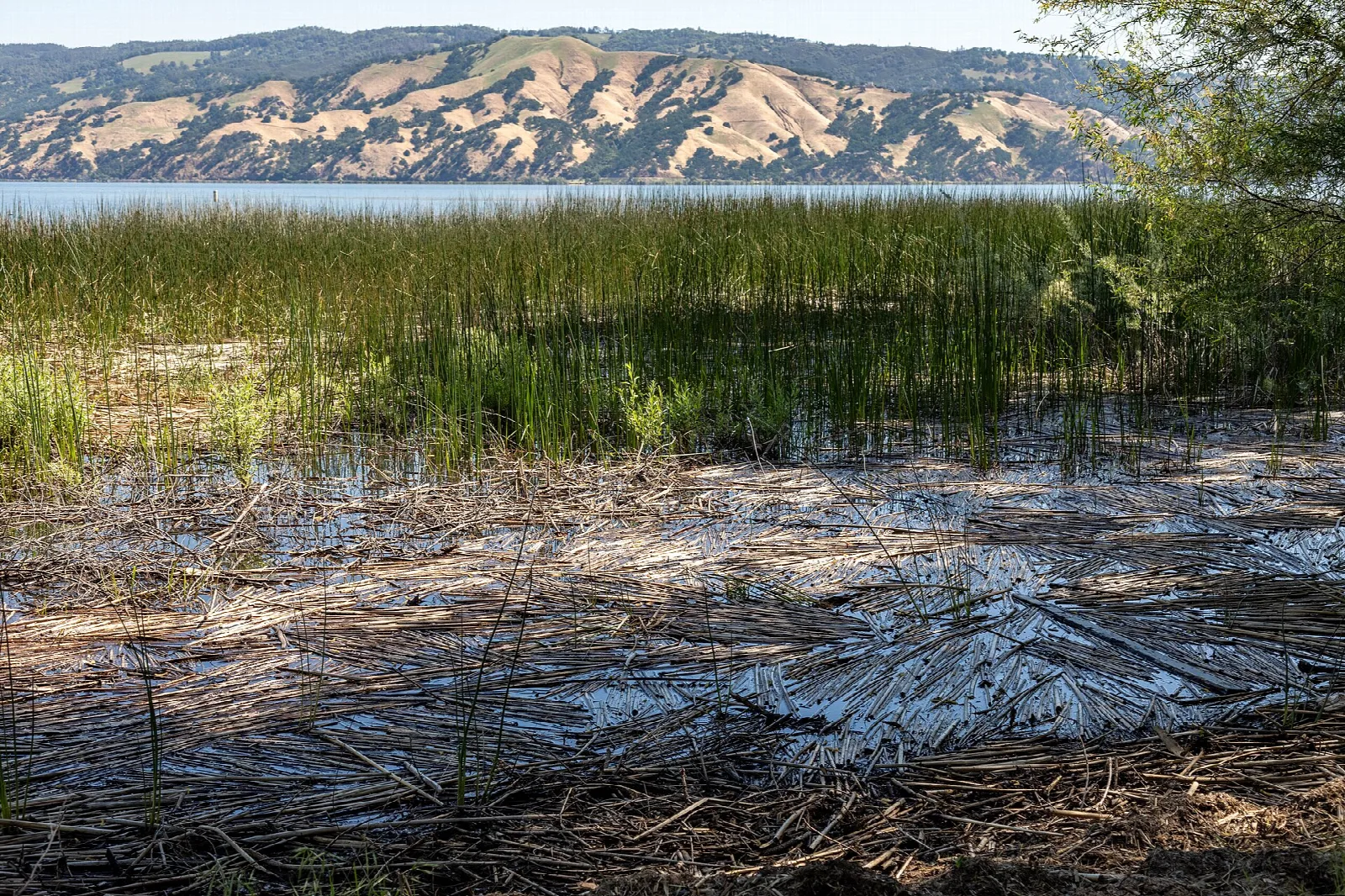 Reeds along the lake edge with hills across the water