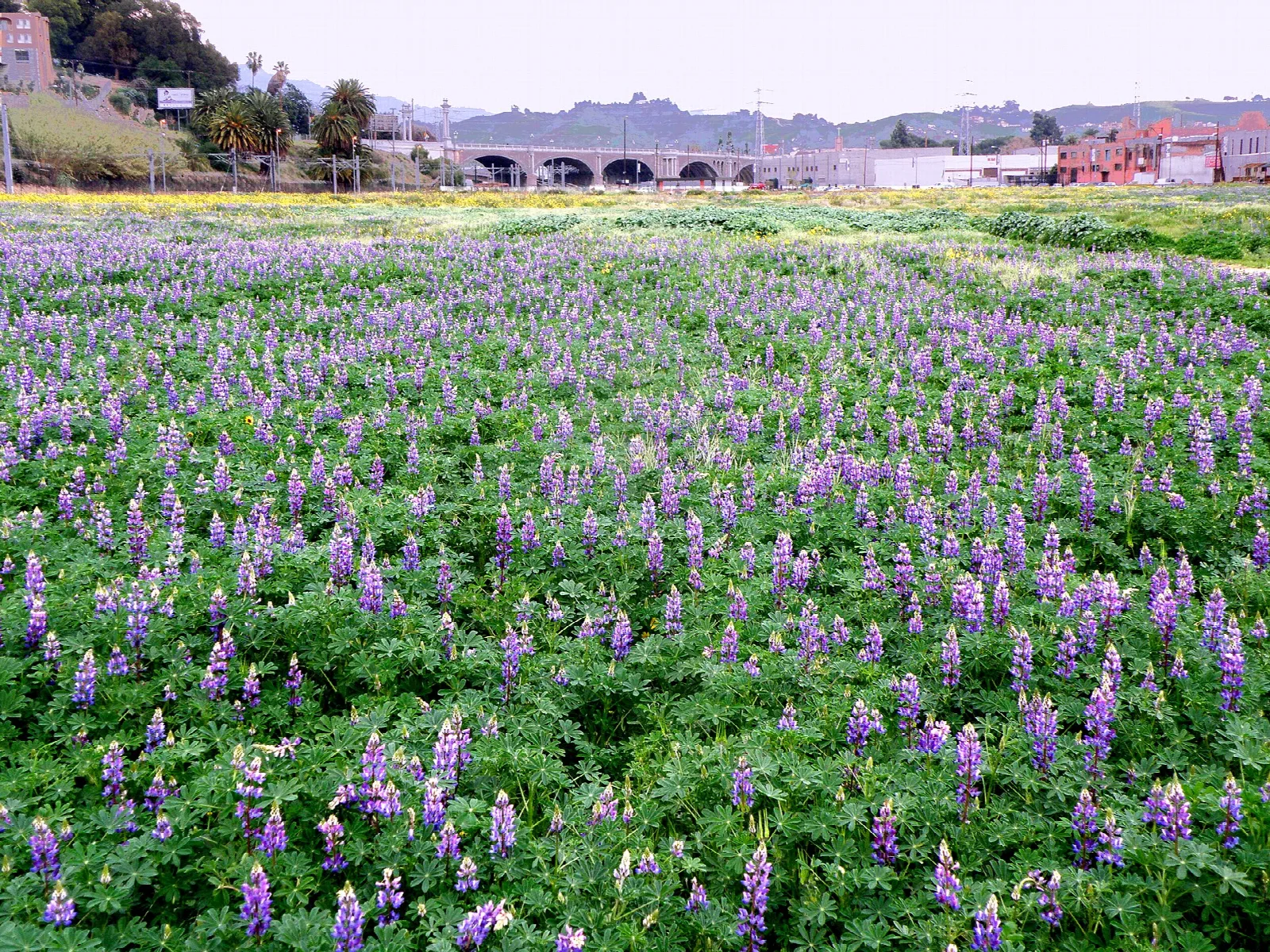 Field of purple lupine with a bridge behind