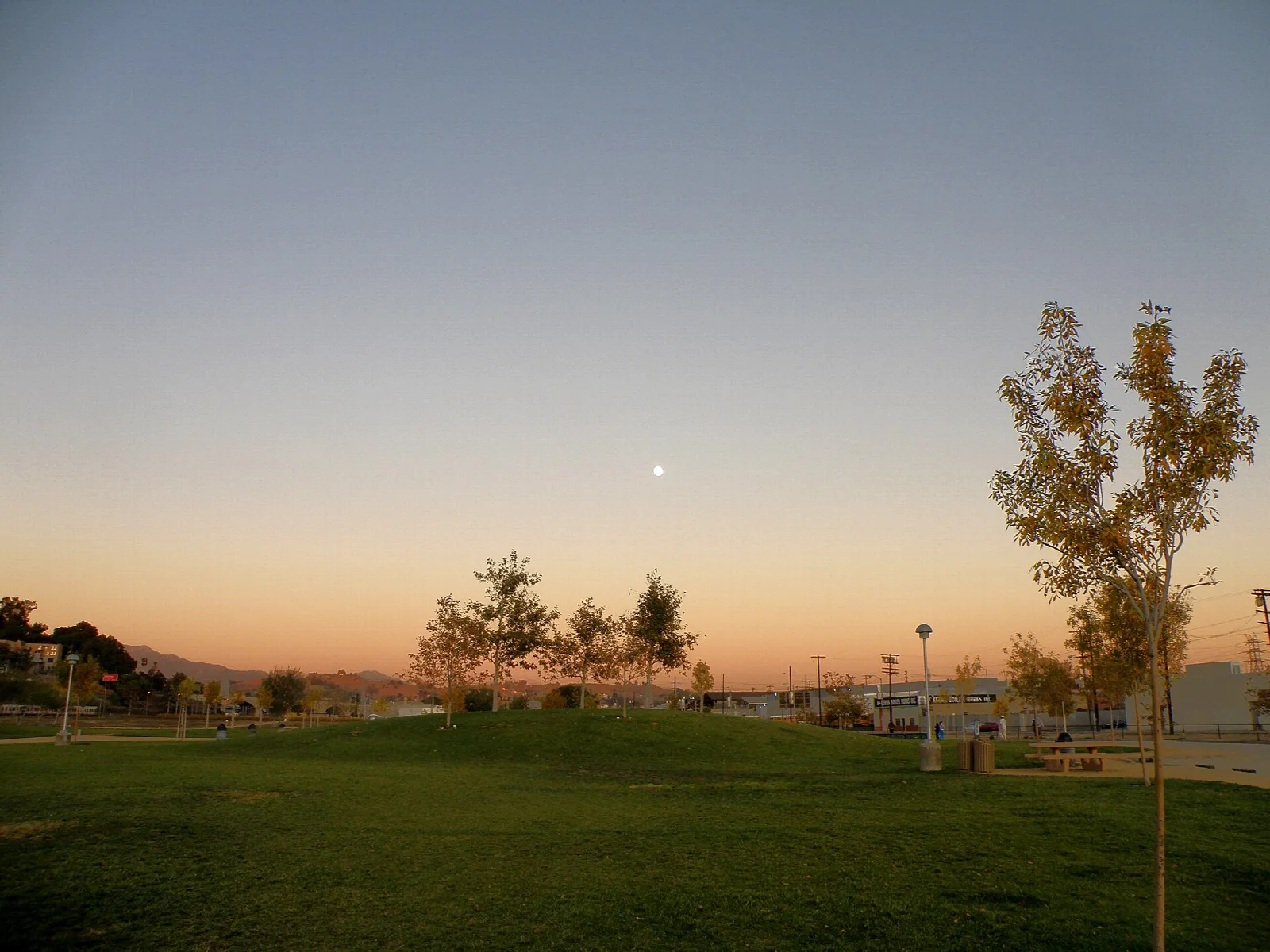 Grass field and trees at dusk with a faint moon