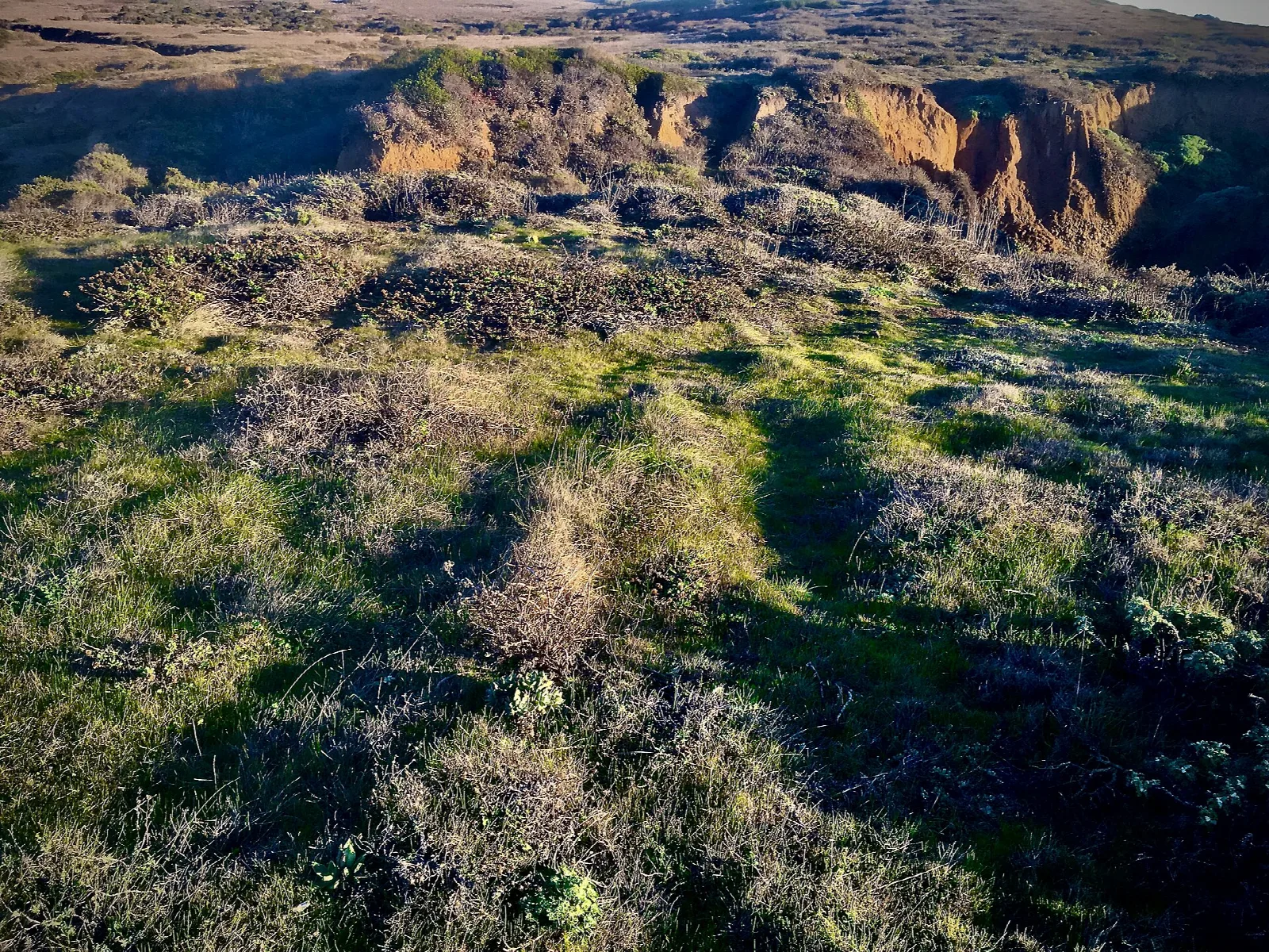 Green coastal bluff top with a cut-away cliff edge