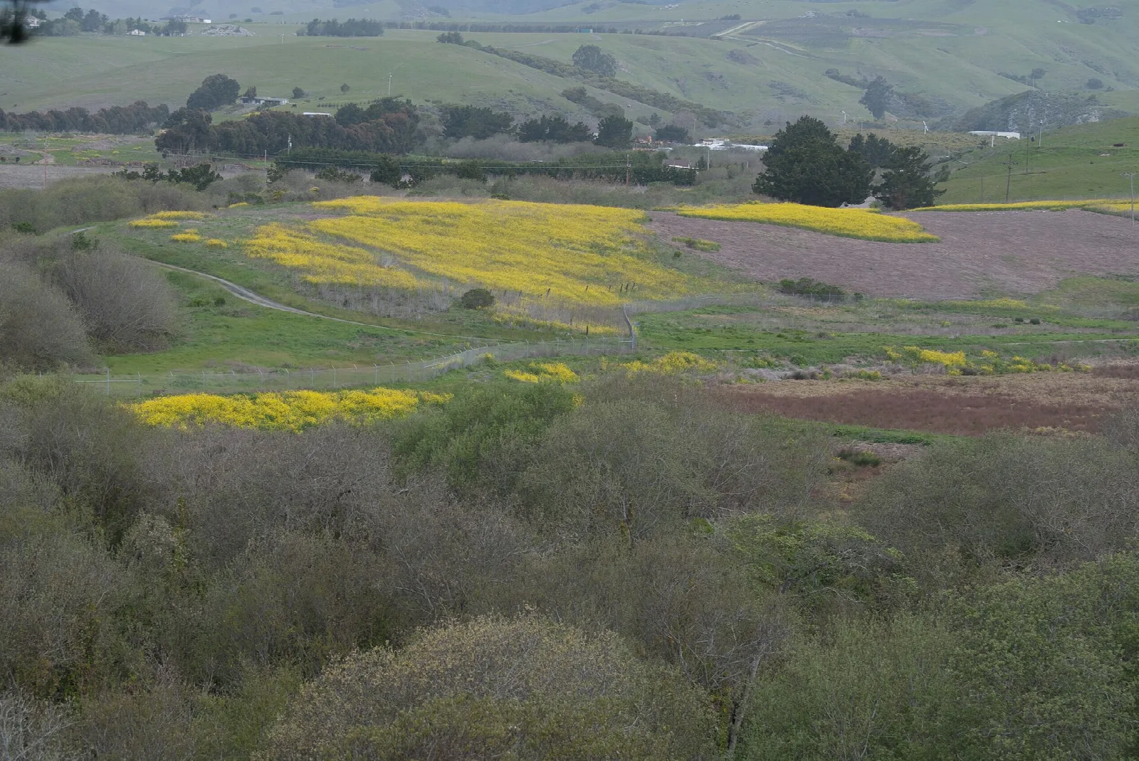 Green hillside with yellow wildflower fields and shrubs
