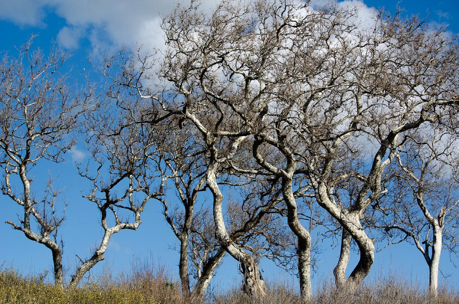 Bare white tree trunks against a blue sky with clouds