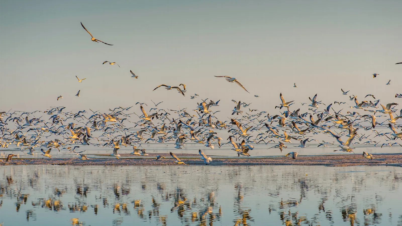 Large flock of birds over shallow water