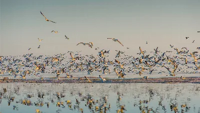Salton Sea State Recreation Area