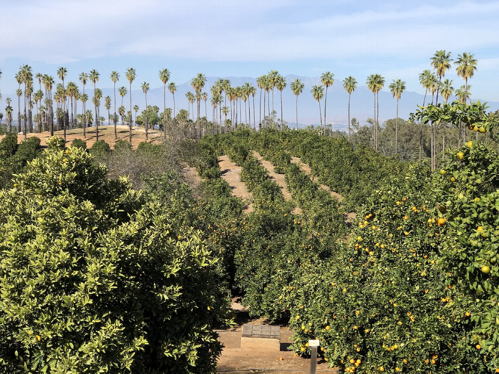 Rows of citrus trees with a line of tall palms behind
