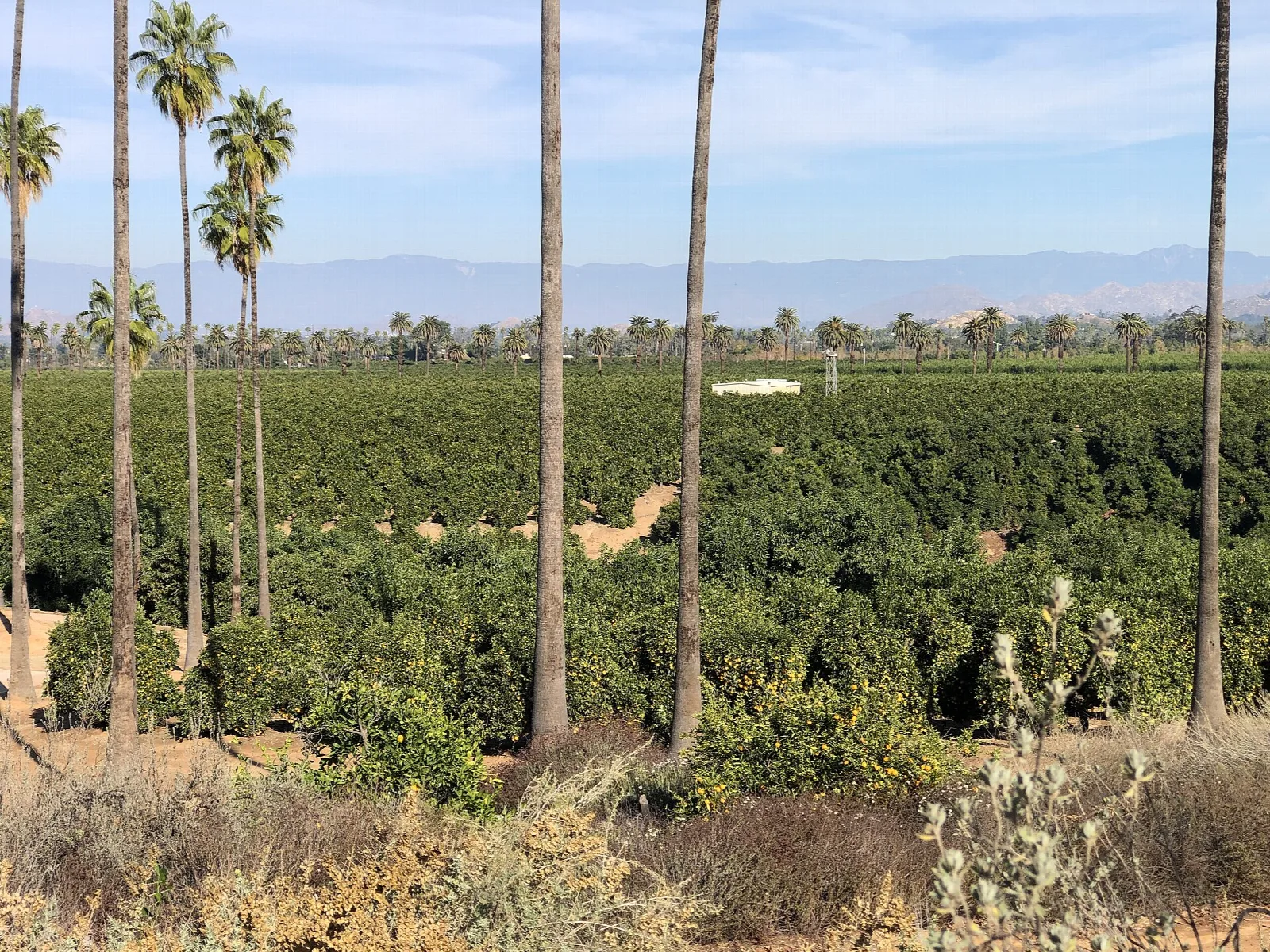 Tall palm trees above citrus groves with distant mountains