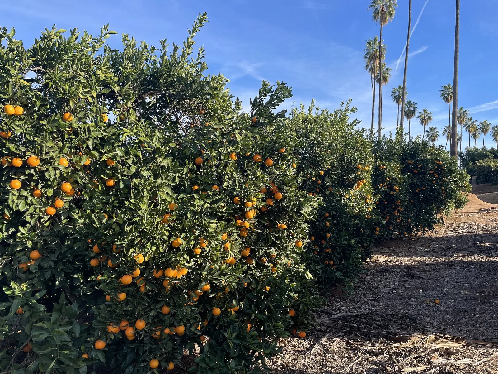 Orange tree full of fruit beside a dirt path and palms