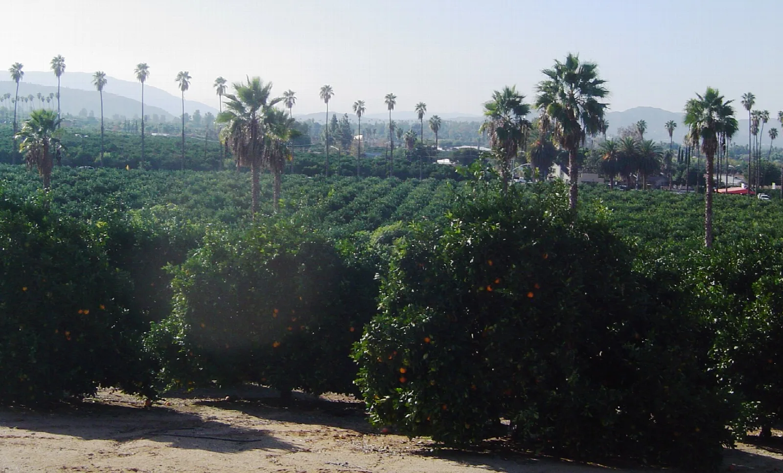 Dense green citrus trees with palms in the haze
