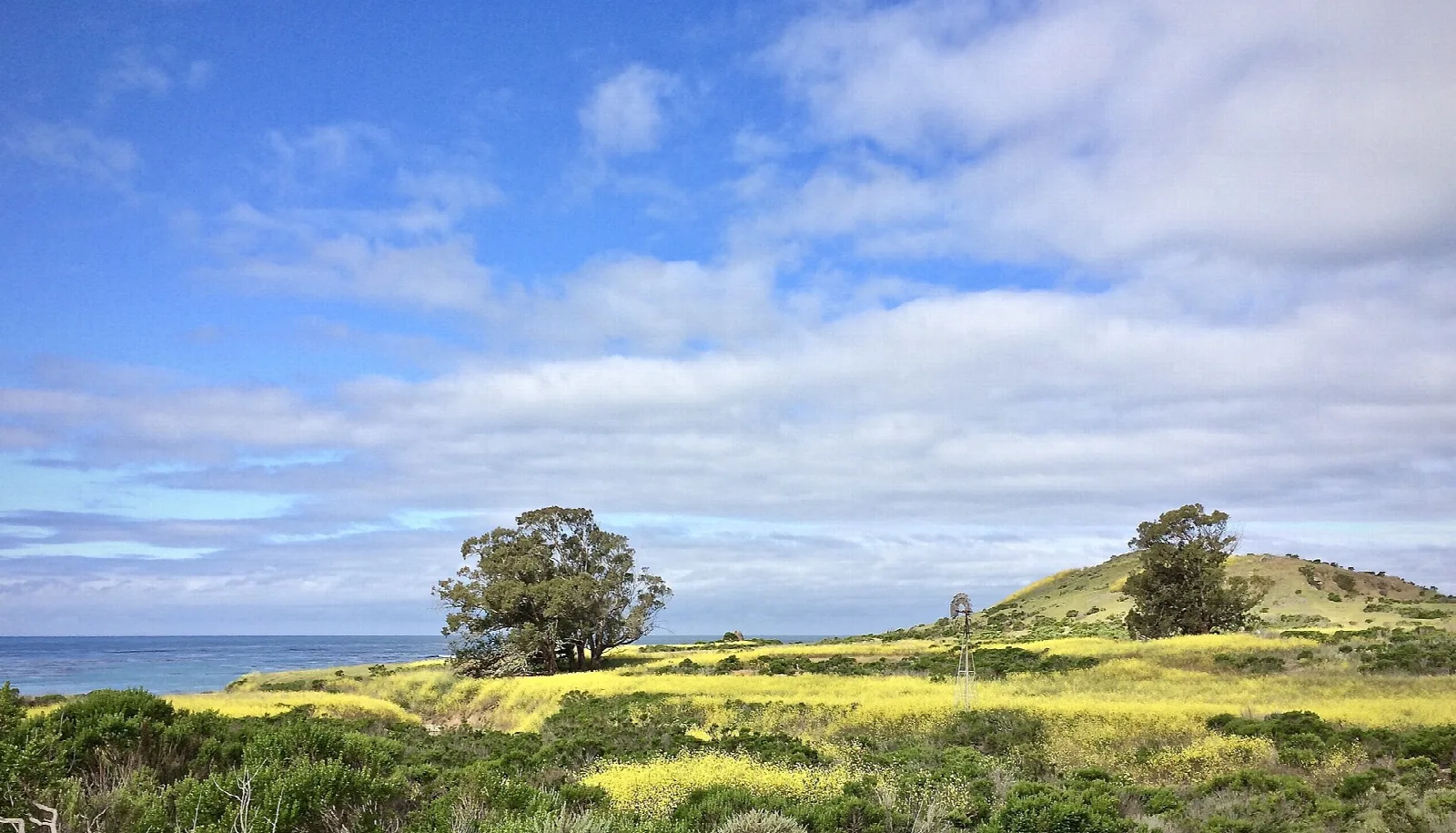 Green hill with yellow mustard flowers and trees above the sea