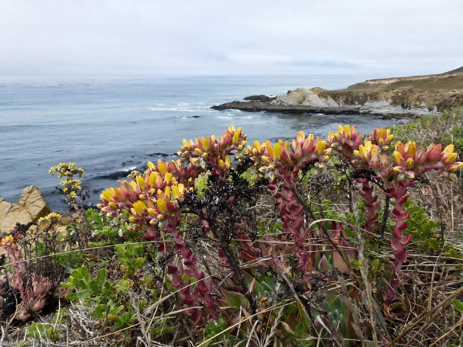 Red and yellow succulent blooms with a headland behind