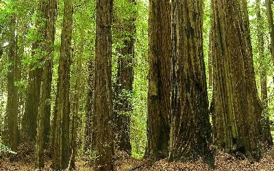 Grizzly Creek Redwoods State Park