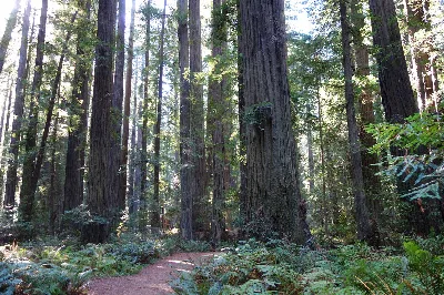 Humboldt Redwoods State Park