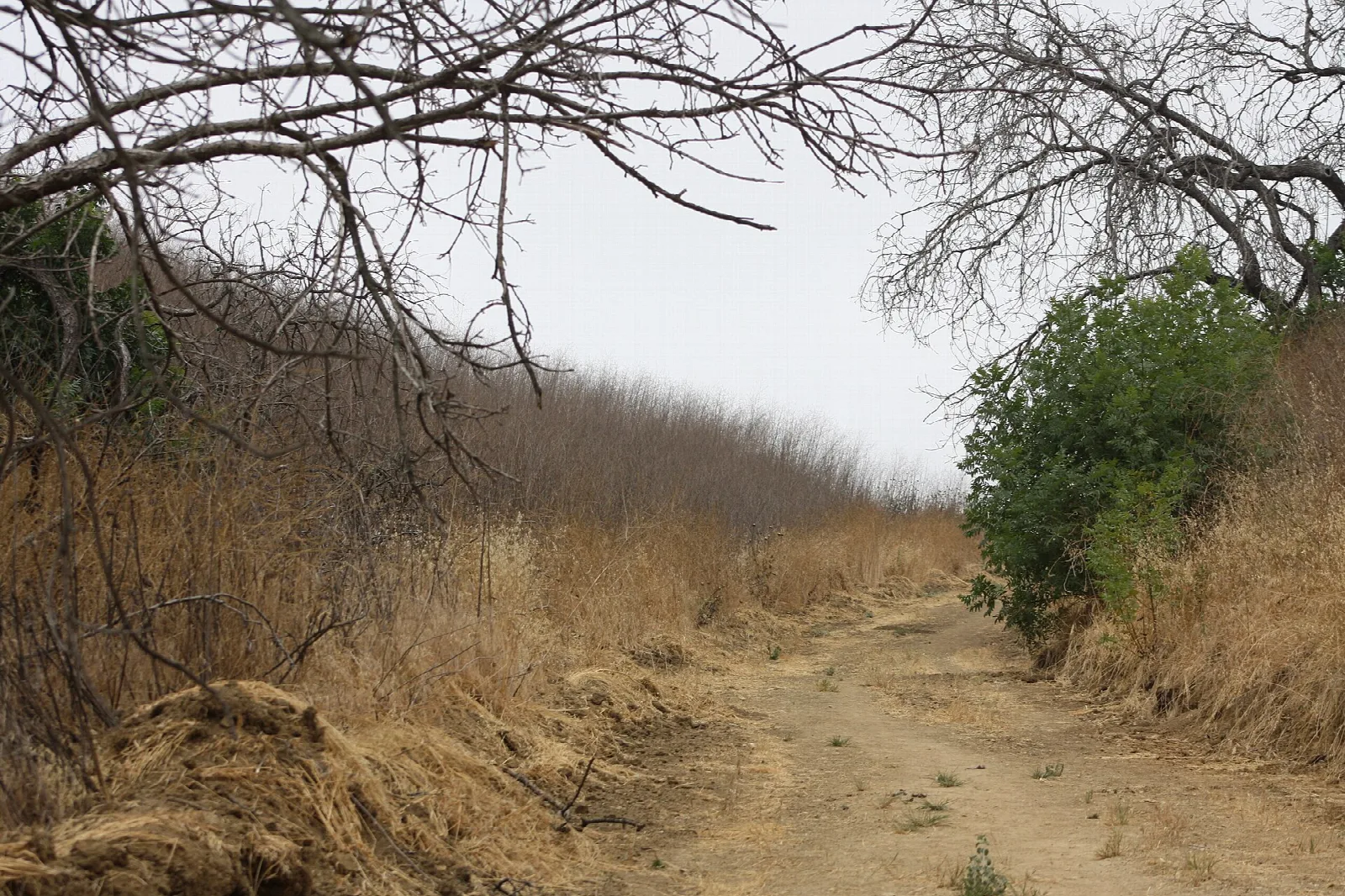 Dirt trail through bare trees and golden grass