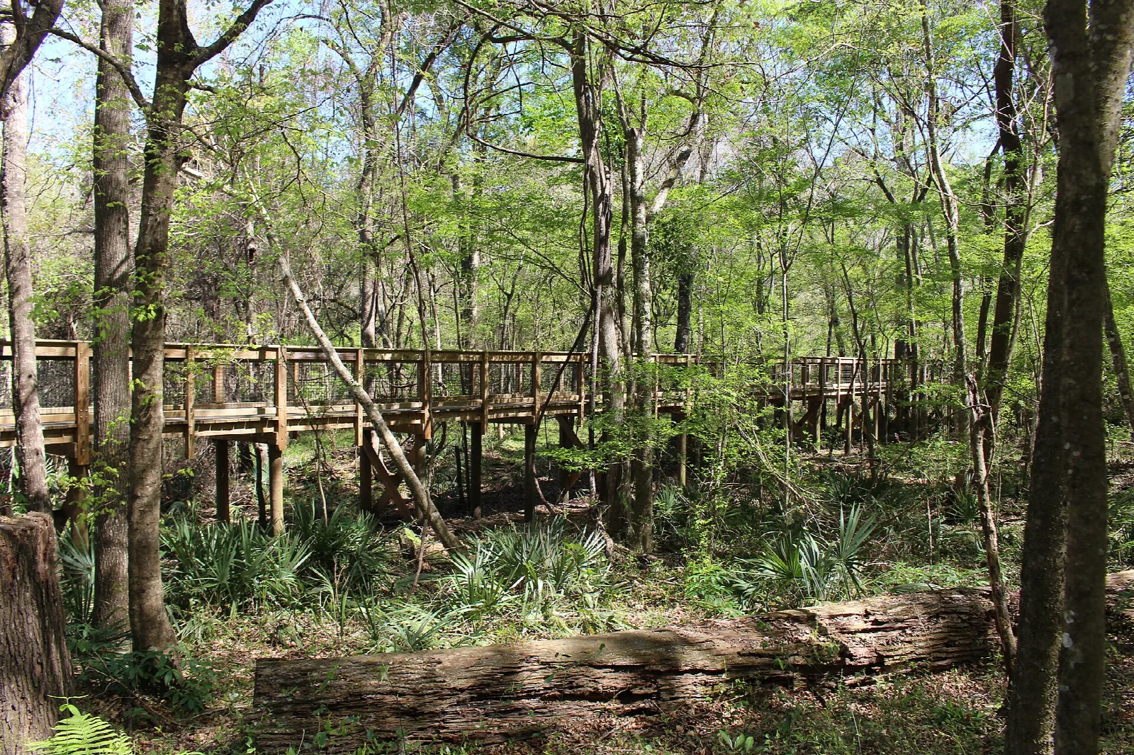 Wooden boardwalk and bridge running through a shady forest