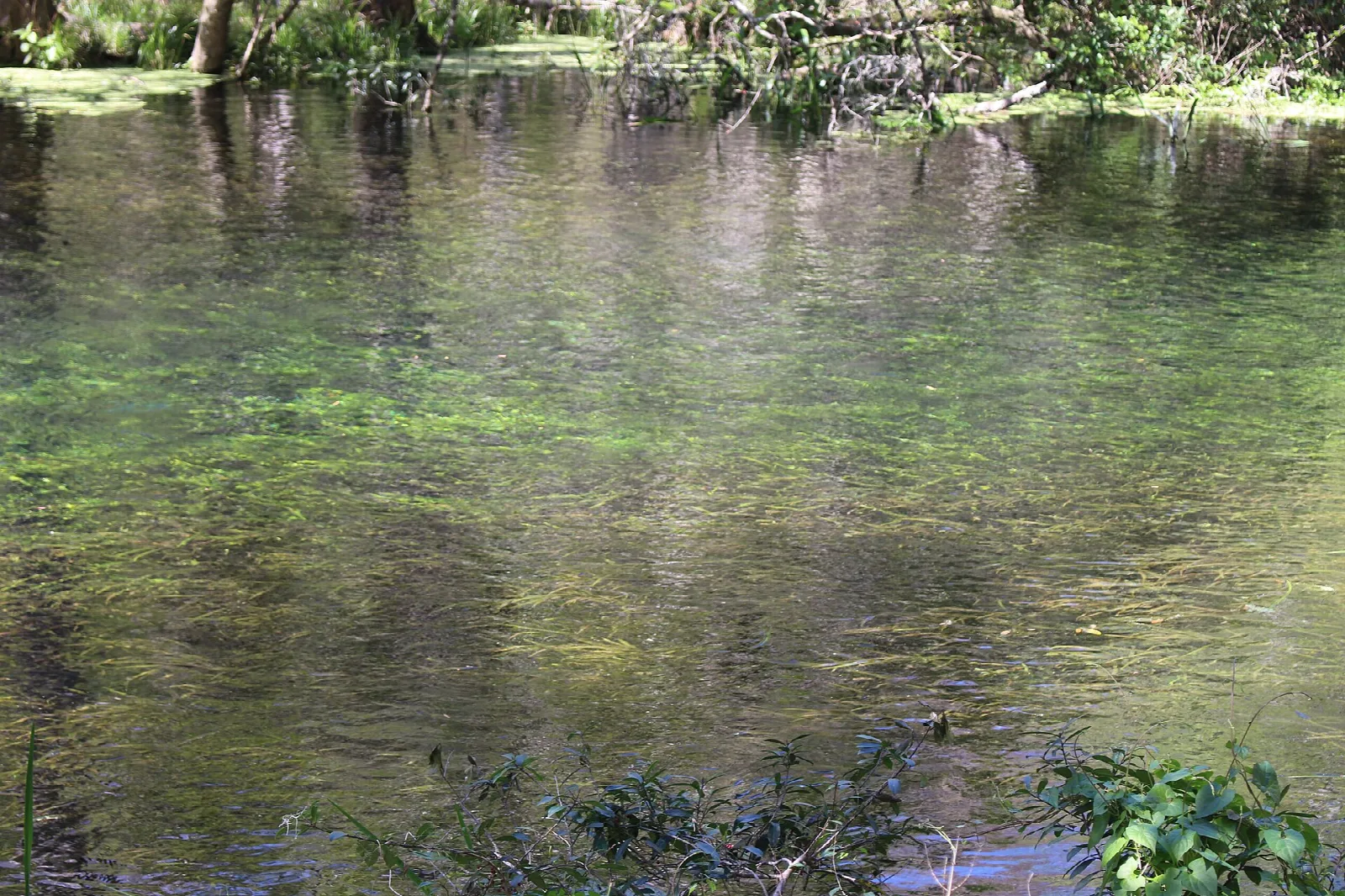 Still green spring run with reflections and aquatic plants