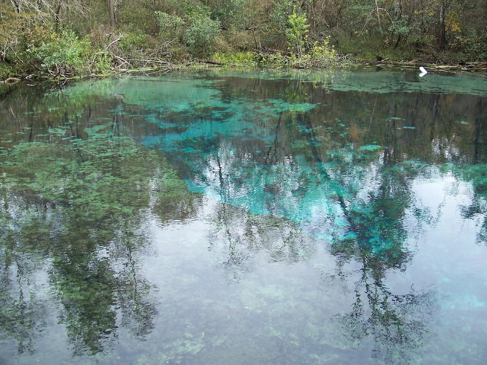 Clear blue-green spring pool ringed by trees and shoreline plants