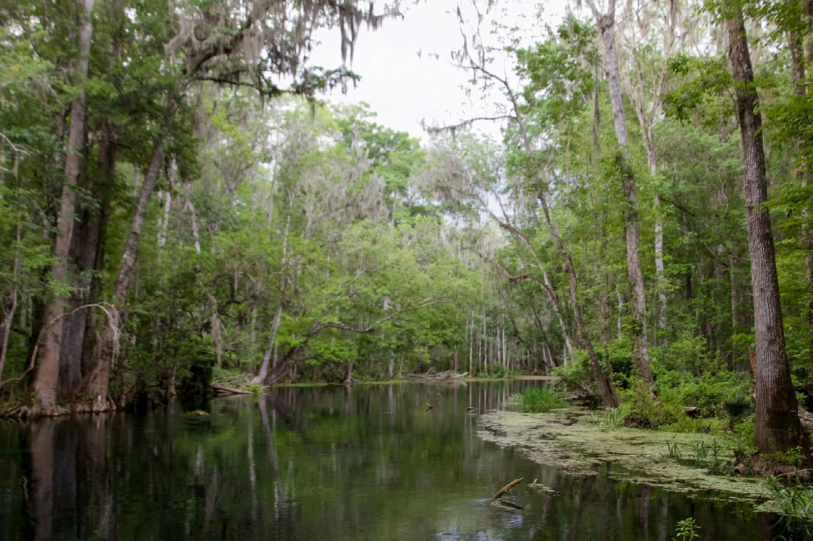 Dark forested river bend lined with tall cypress trees
