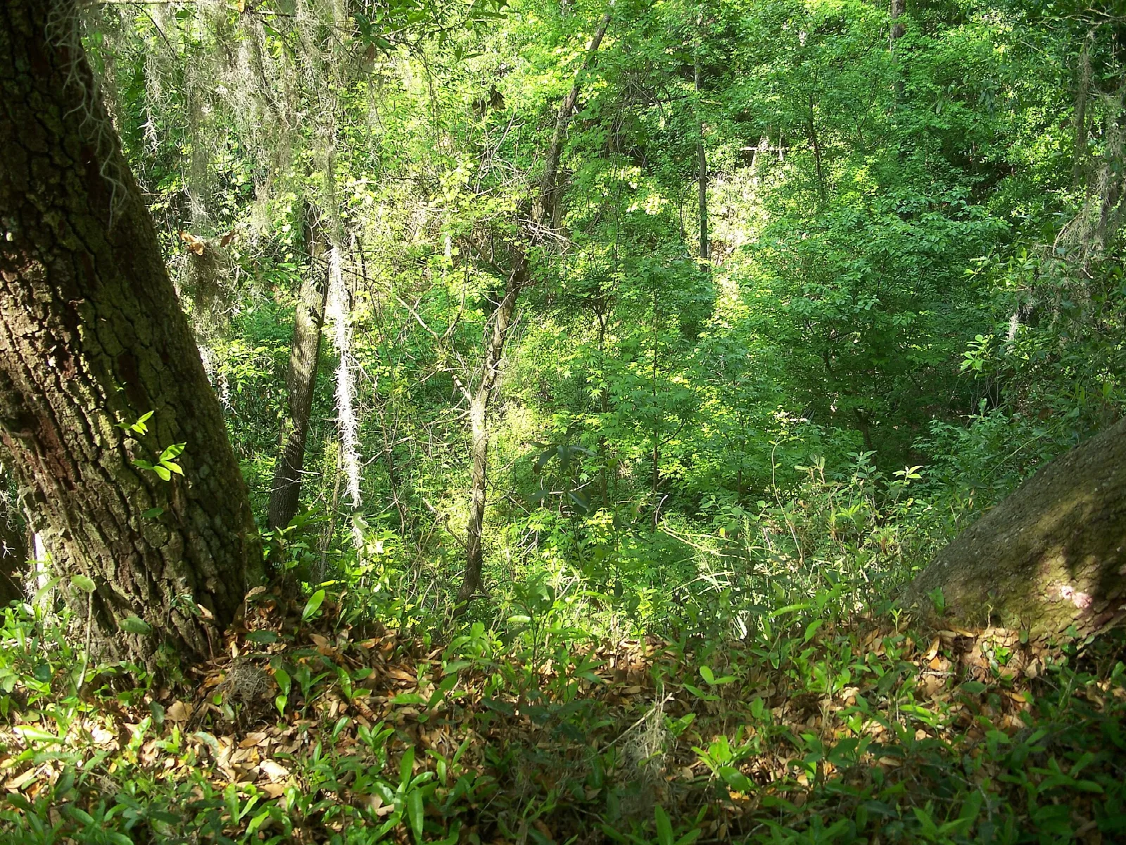 Green woodland ravine with a large tree trunk and ferns