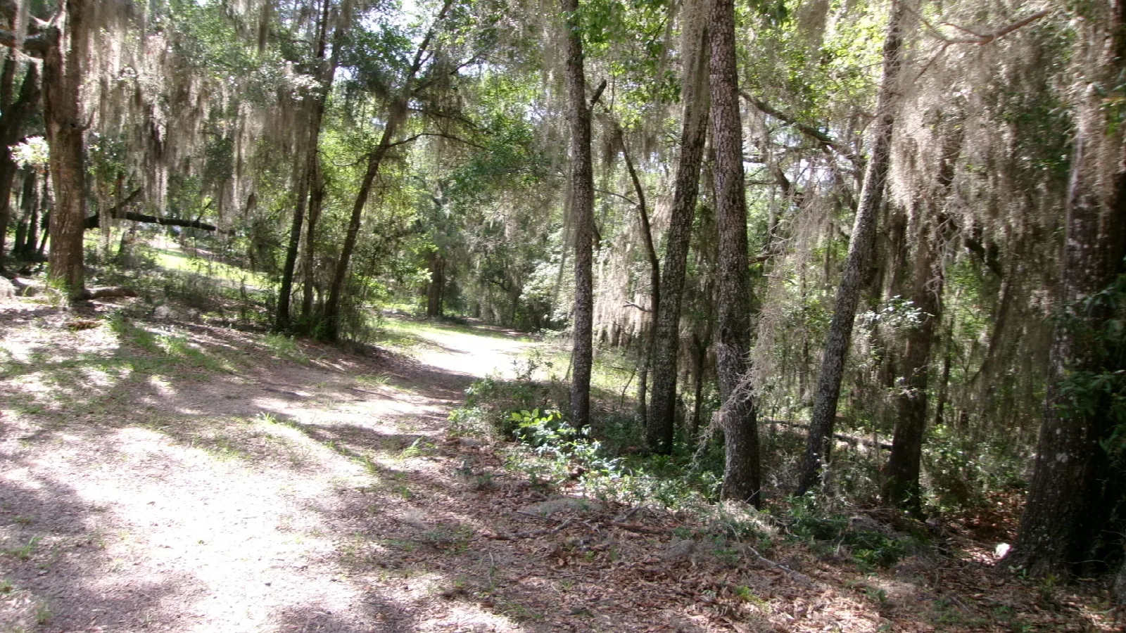 Sandy trail winding through trees hung with Spanish moss