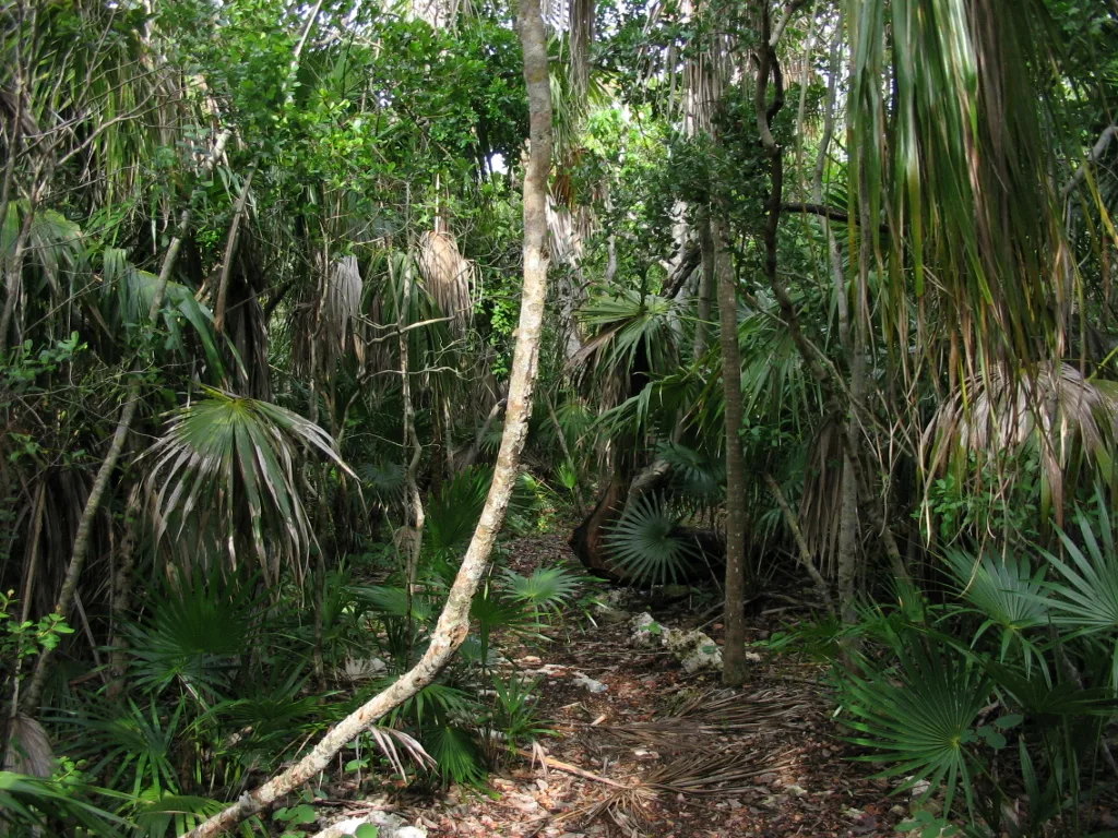 Dense tropical hammock with palms and a hanging vine