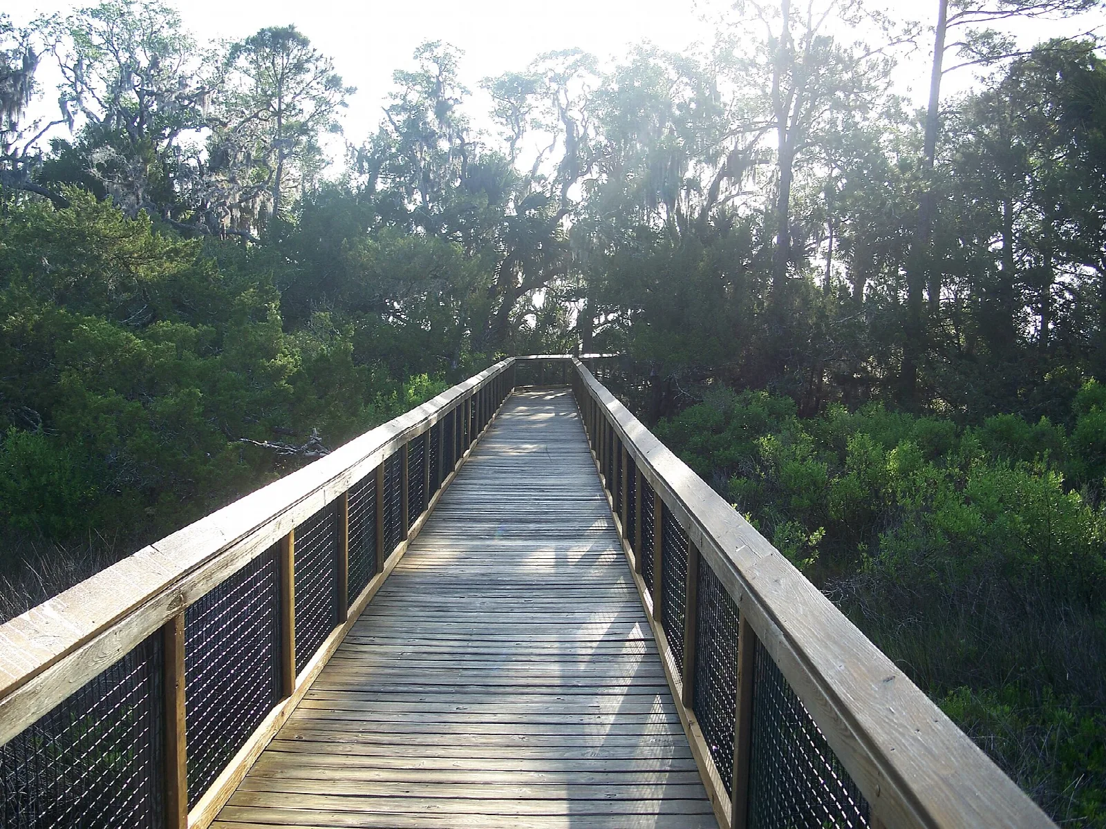 Wooden boardwalk with railings leading through trees