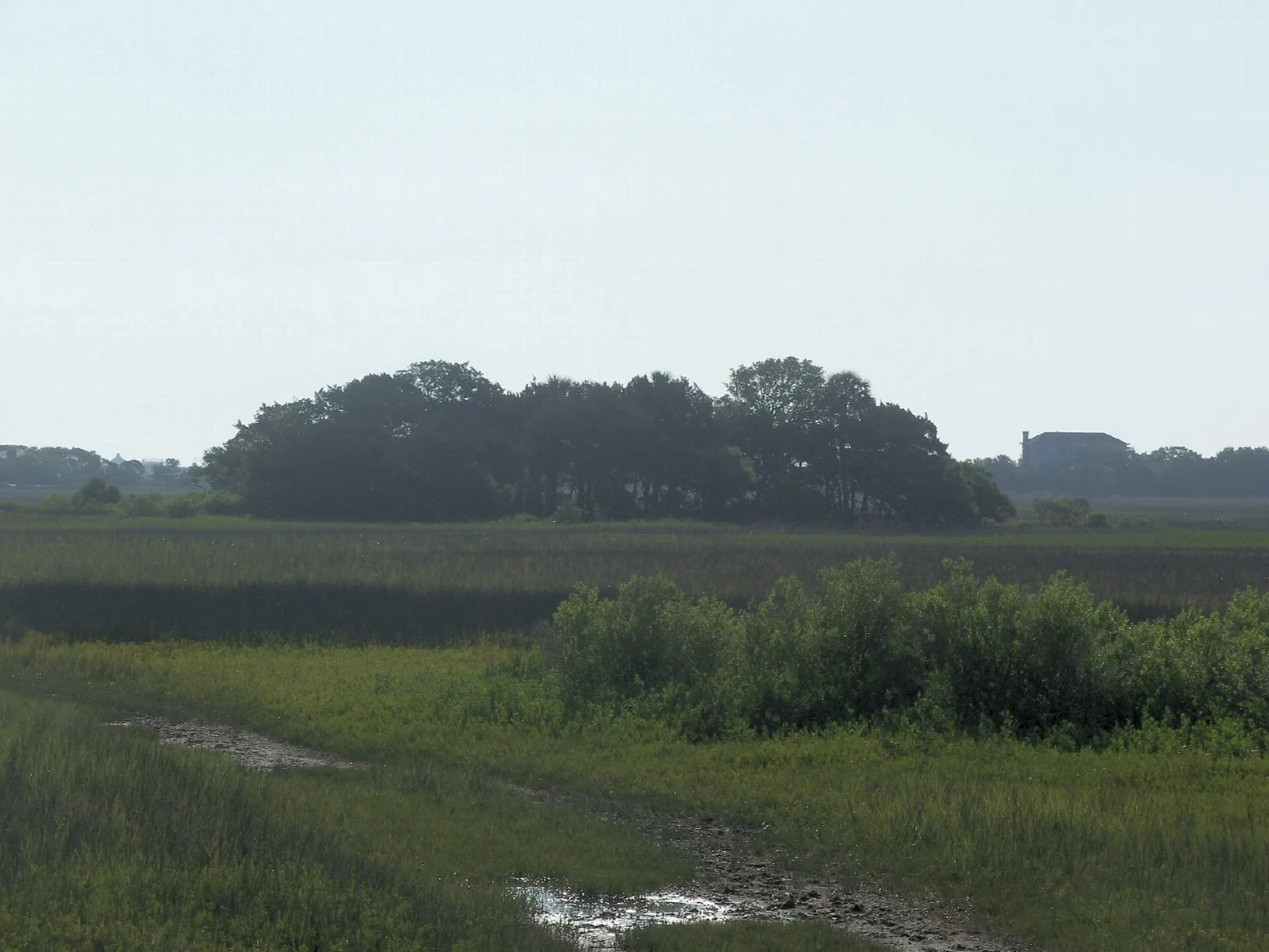 Salt marsh grass with a clump of trees on the horizon