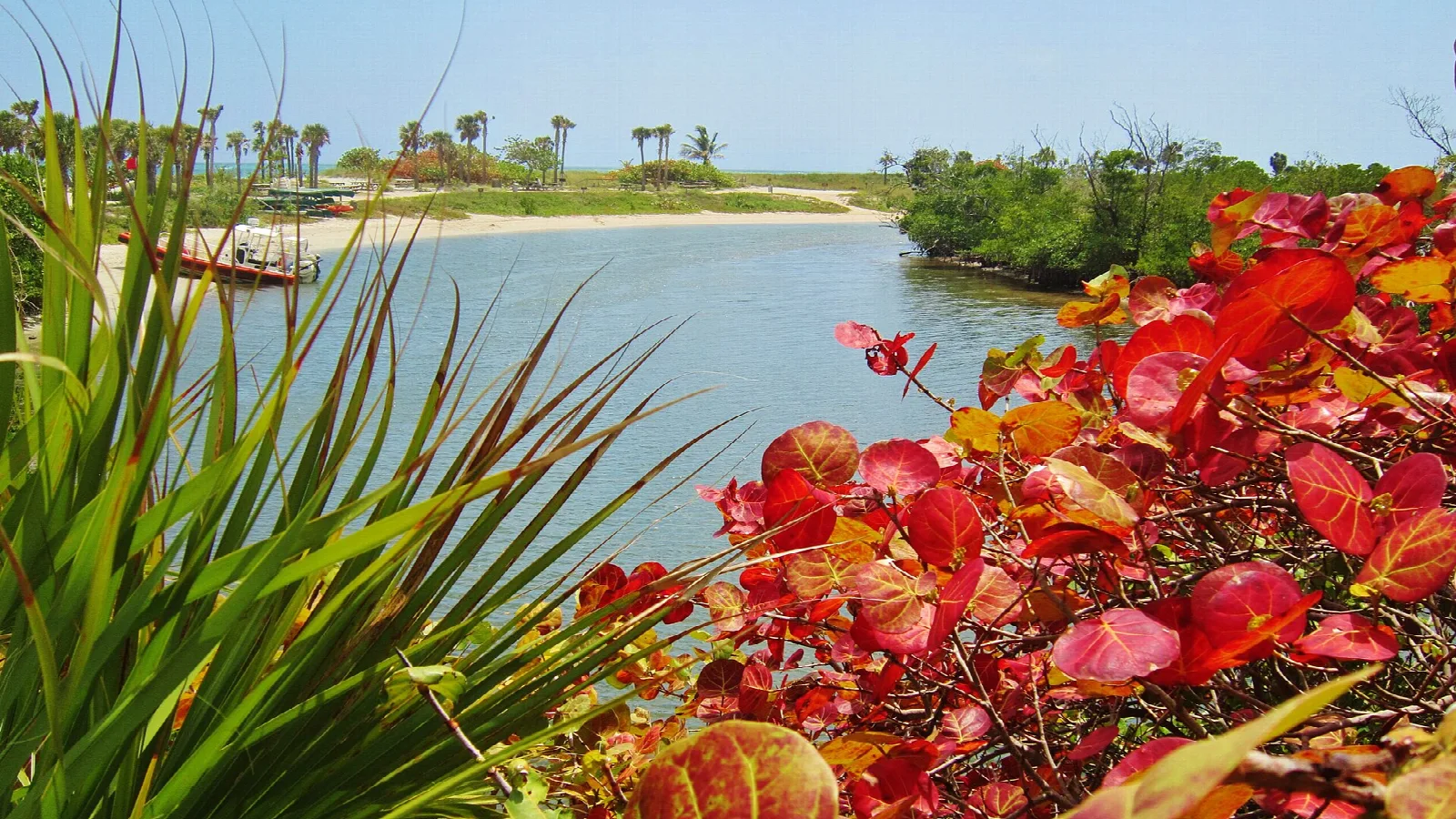 Calm lagoon with red sea grape leaves in front and a sandy shore beyond