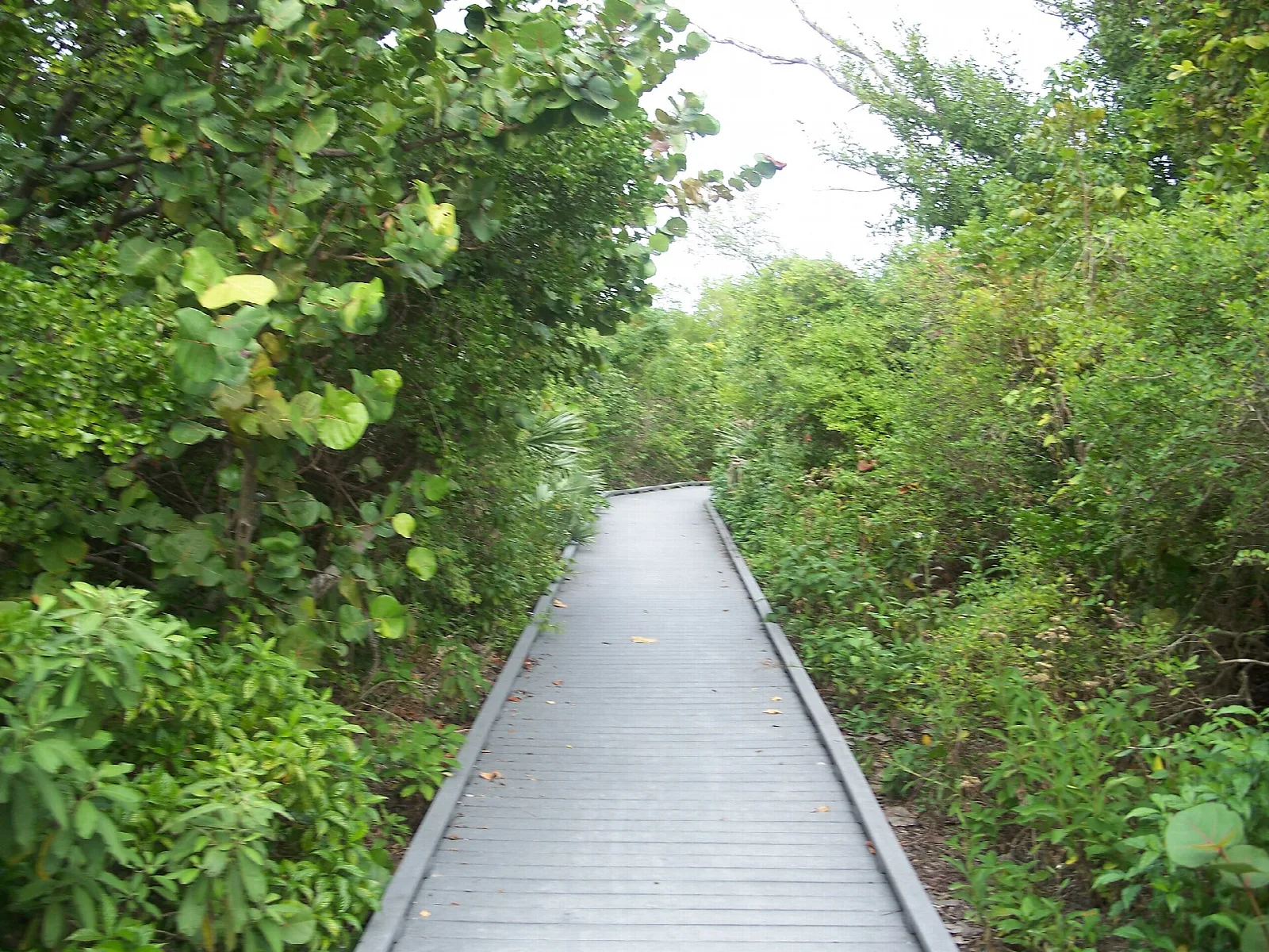 Boardwalk running through dense coastal shrubs