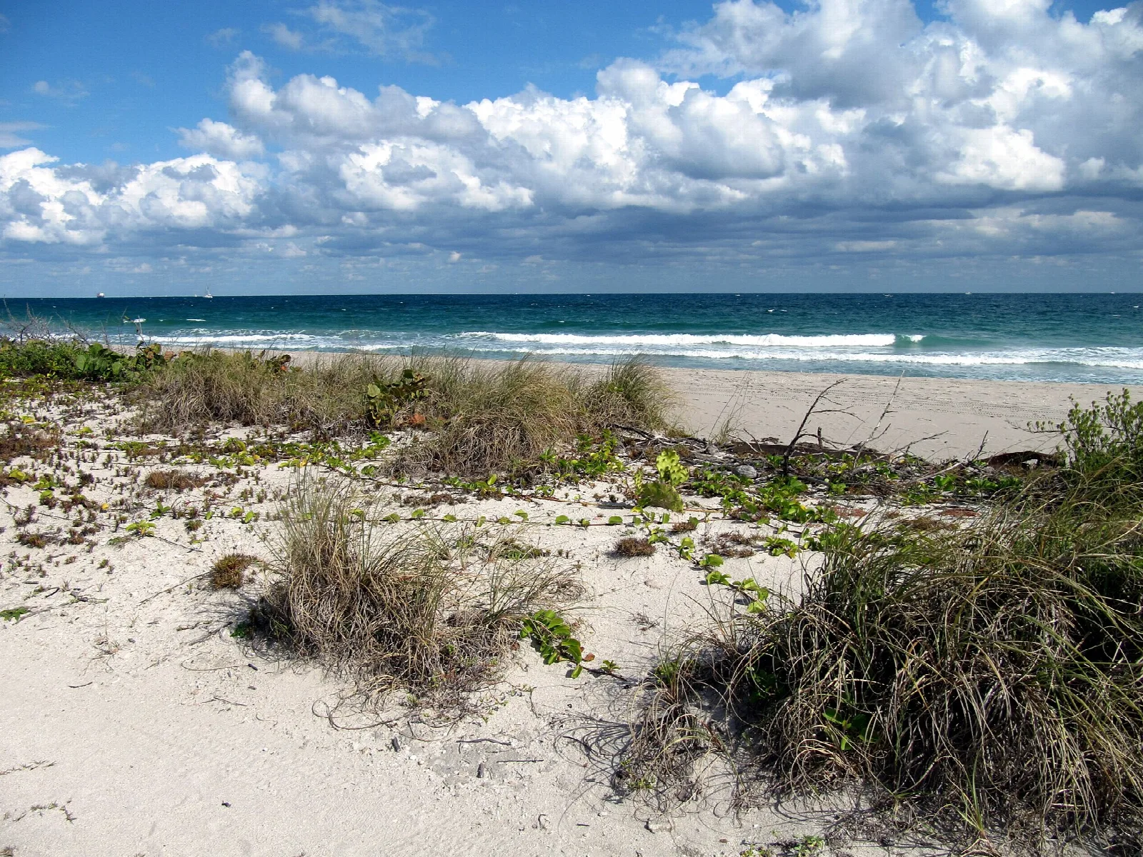 Sandy dune with beach grass and surf under a cloudy sky