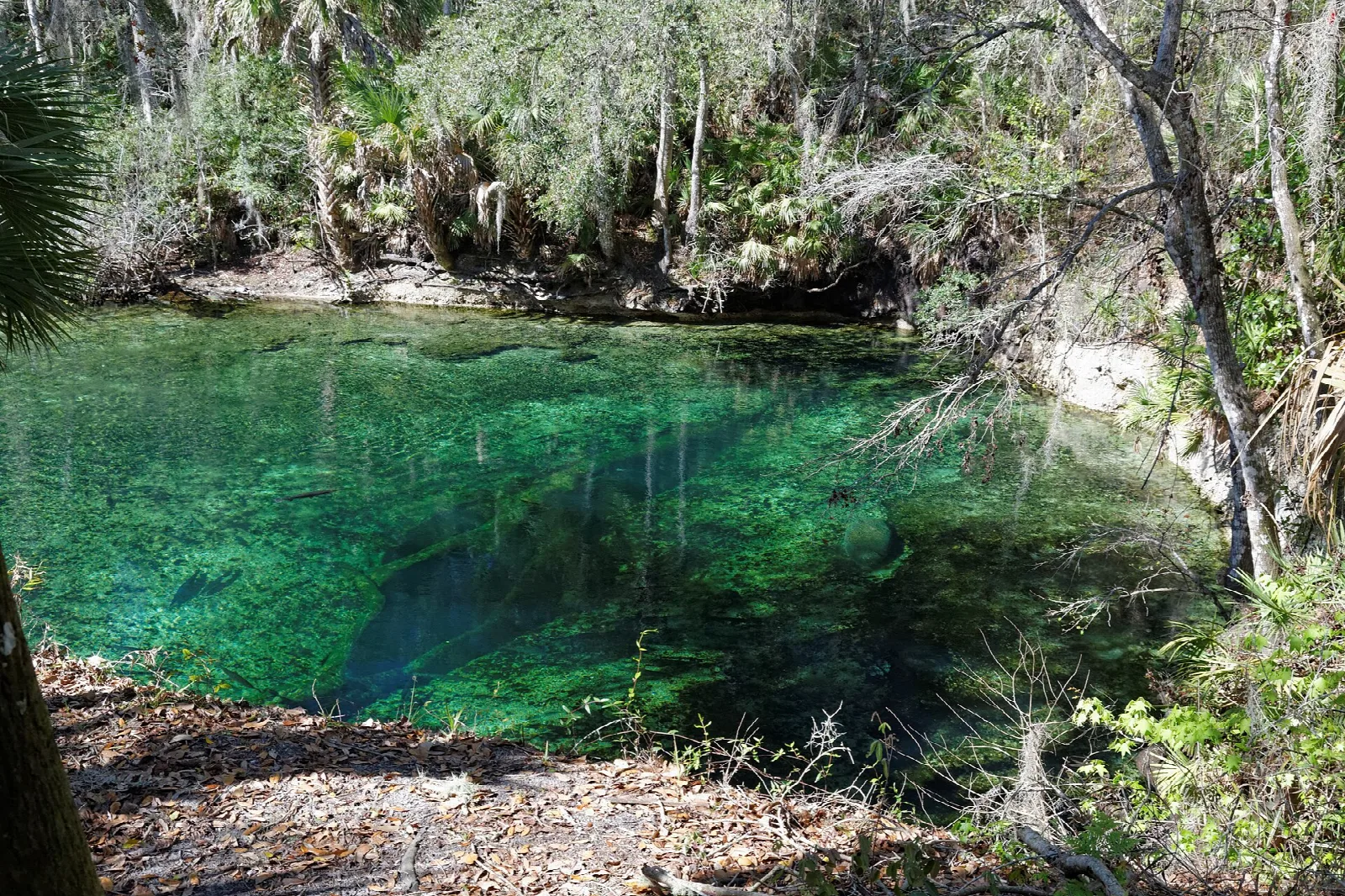 Emerald green spring pool framed by trees and brush