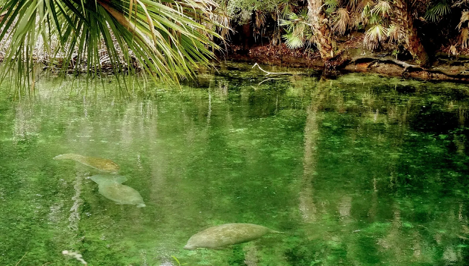 Clear green spring water with plants and palm fronds