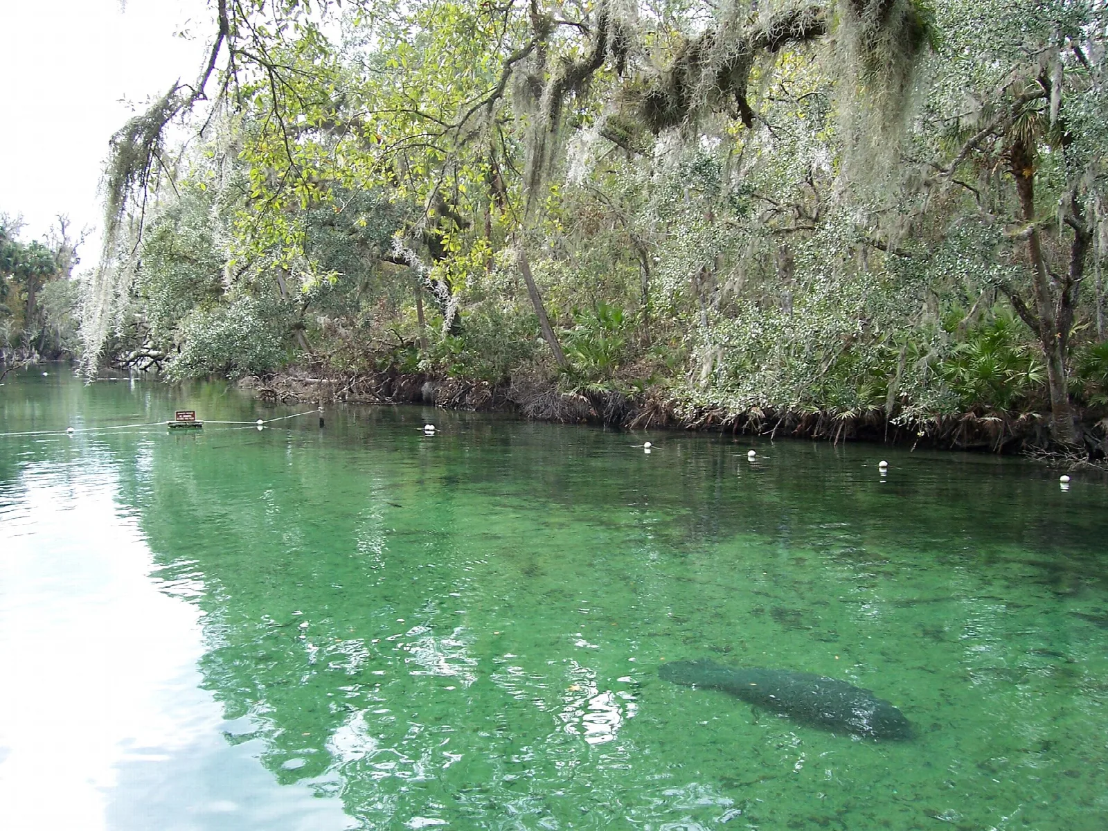 Green spring water with a manatee below and mossy trees on the bank