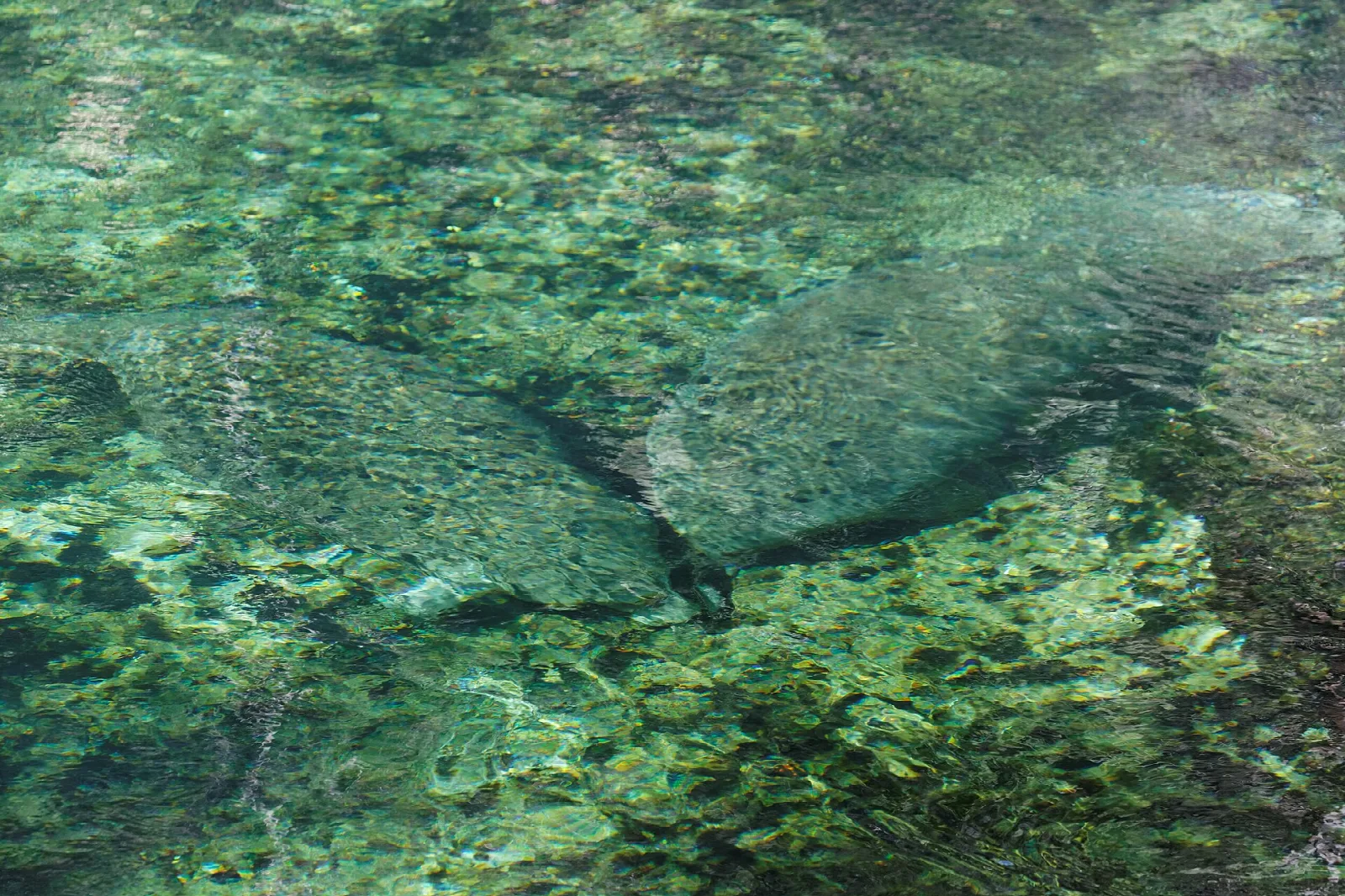Manatee shapes seen through clear green spring water