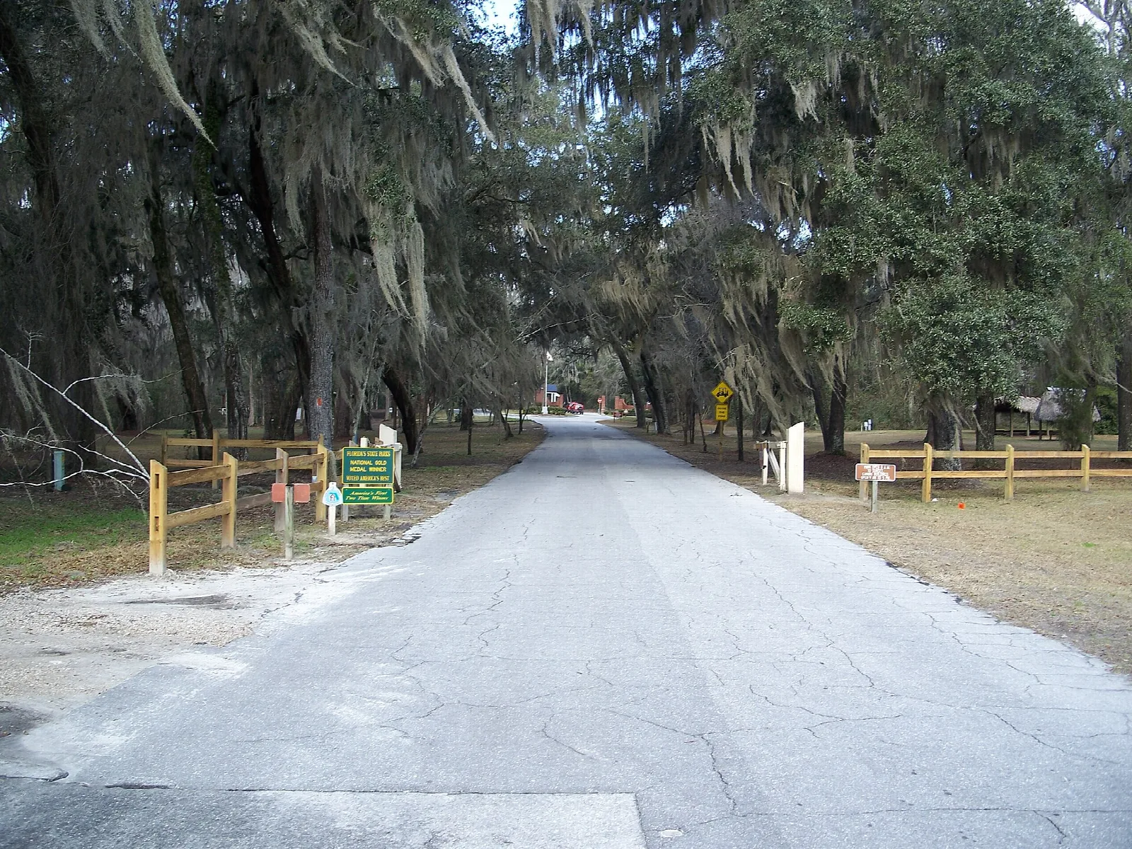 Narrow paved road under oaks hung with Spanish moss