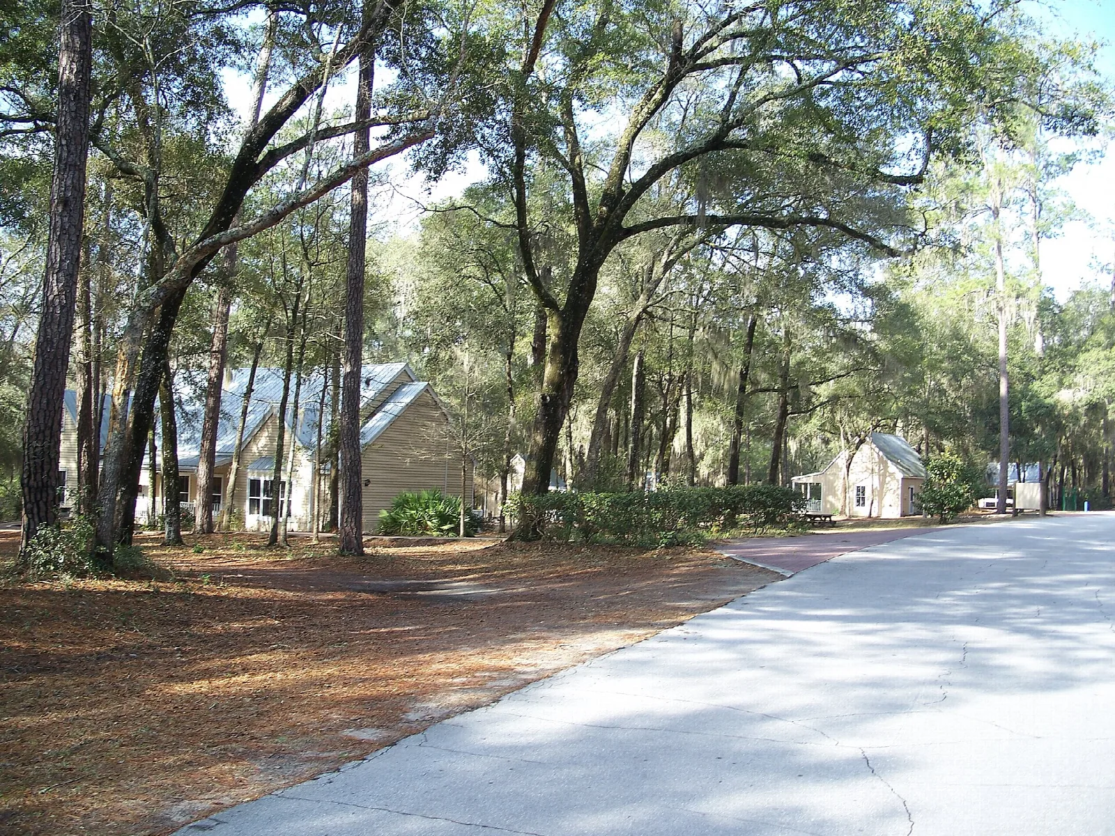 Paved park road under tall oaks with buildings behind