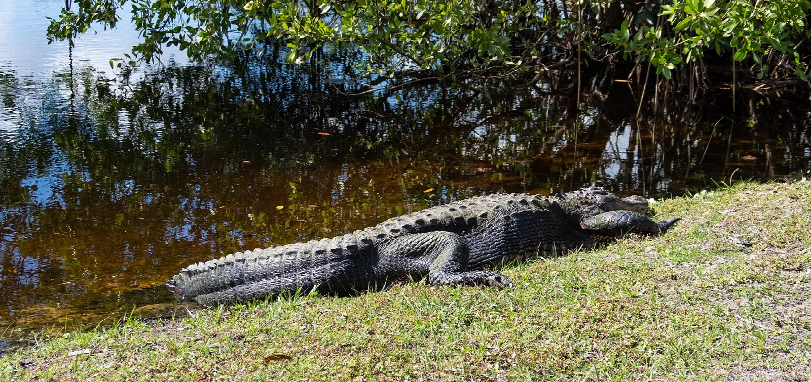 Alligator lying on a grassy bank beside dark water
