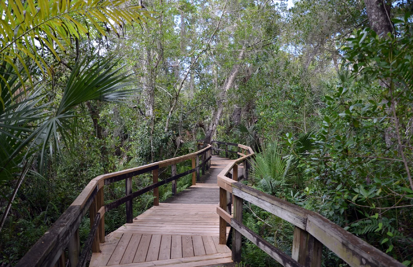 Wooden boardwalk winding through a dense swamp forest