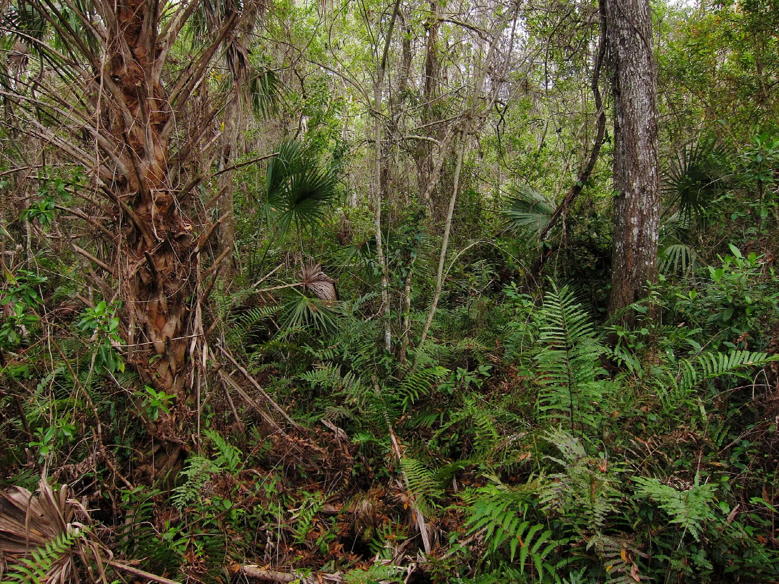 Palm trunk and ferns in dense swamp forest