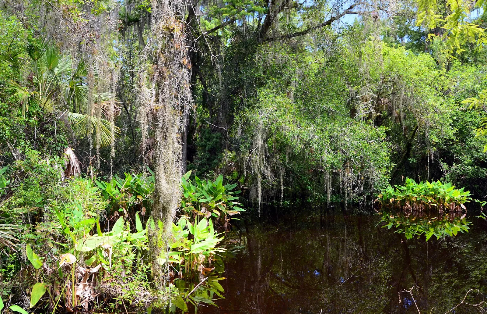 Dark swamp pool ringed by ferns, palms and moss-hung cypress