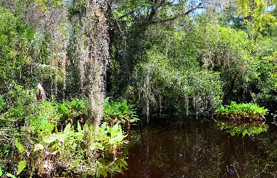 Fakahatchee Strand Preserve State Park