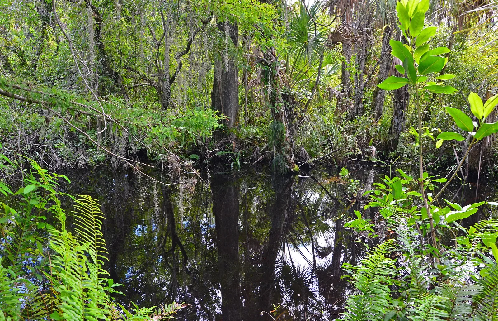 Black swamp water among ferns and cypress trunks