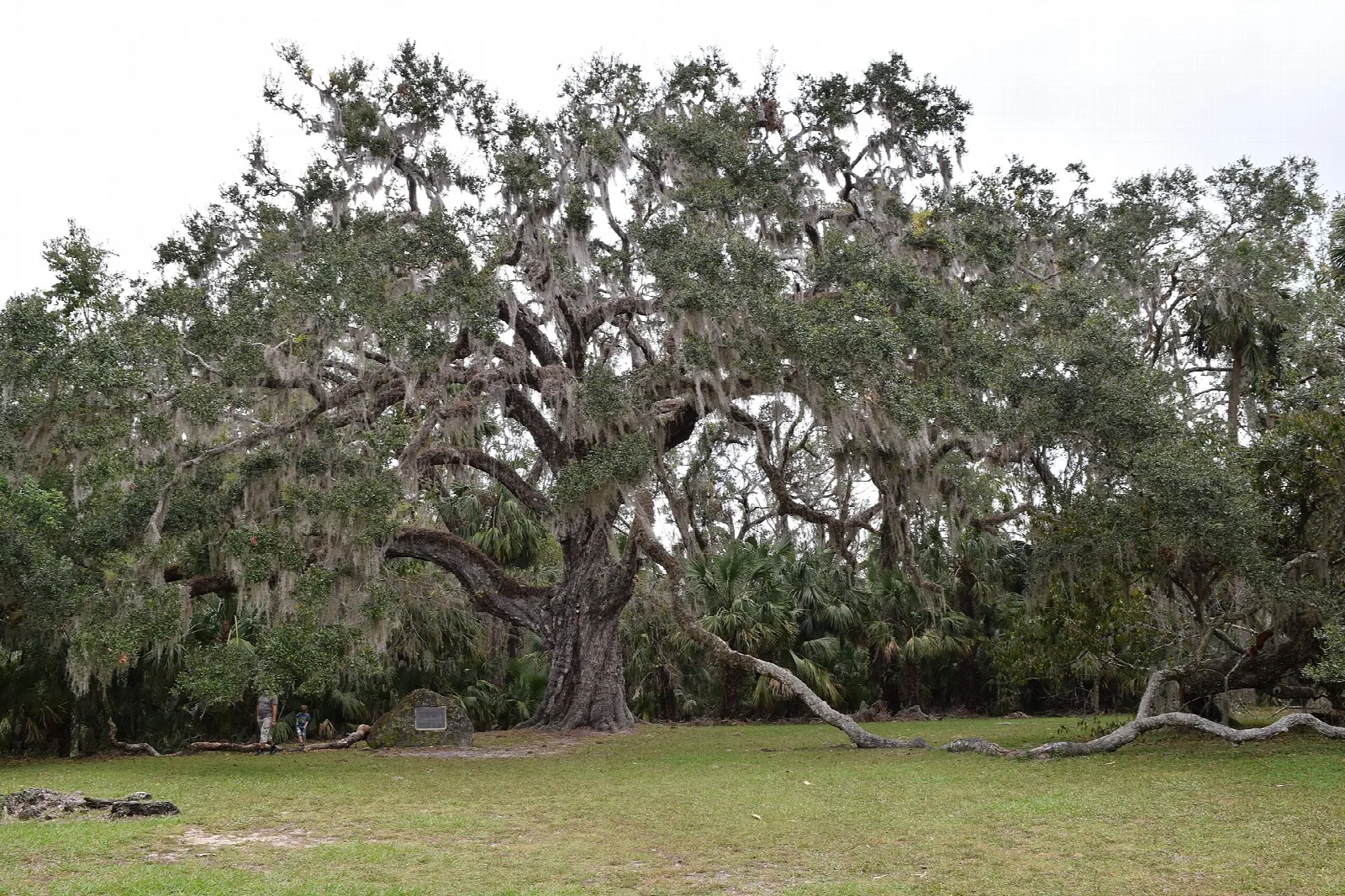 Huge live oak spreading over a lawn
